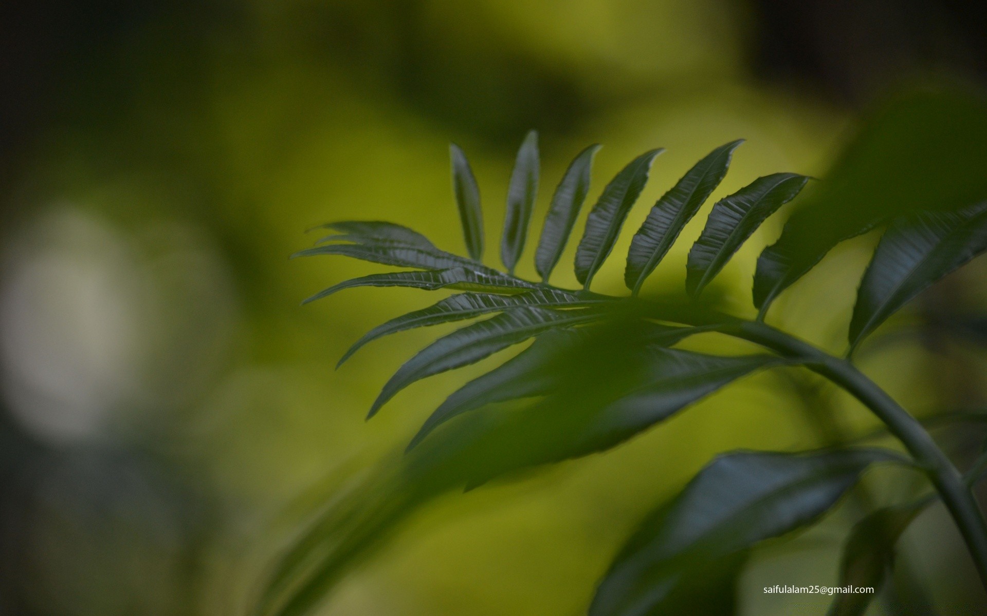 makroaufnahme blatt natur flora unschärfe wachstum fern im freien baum üppig licht sommer