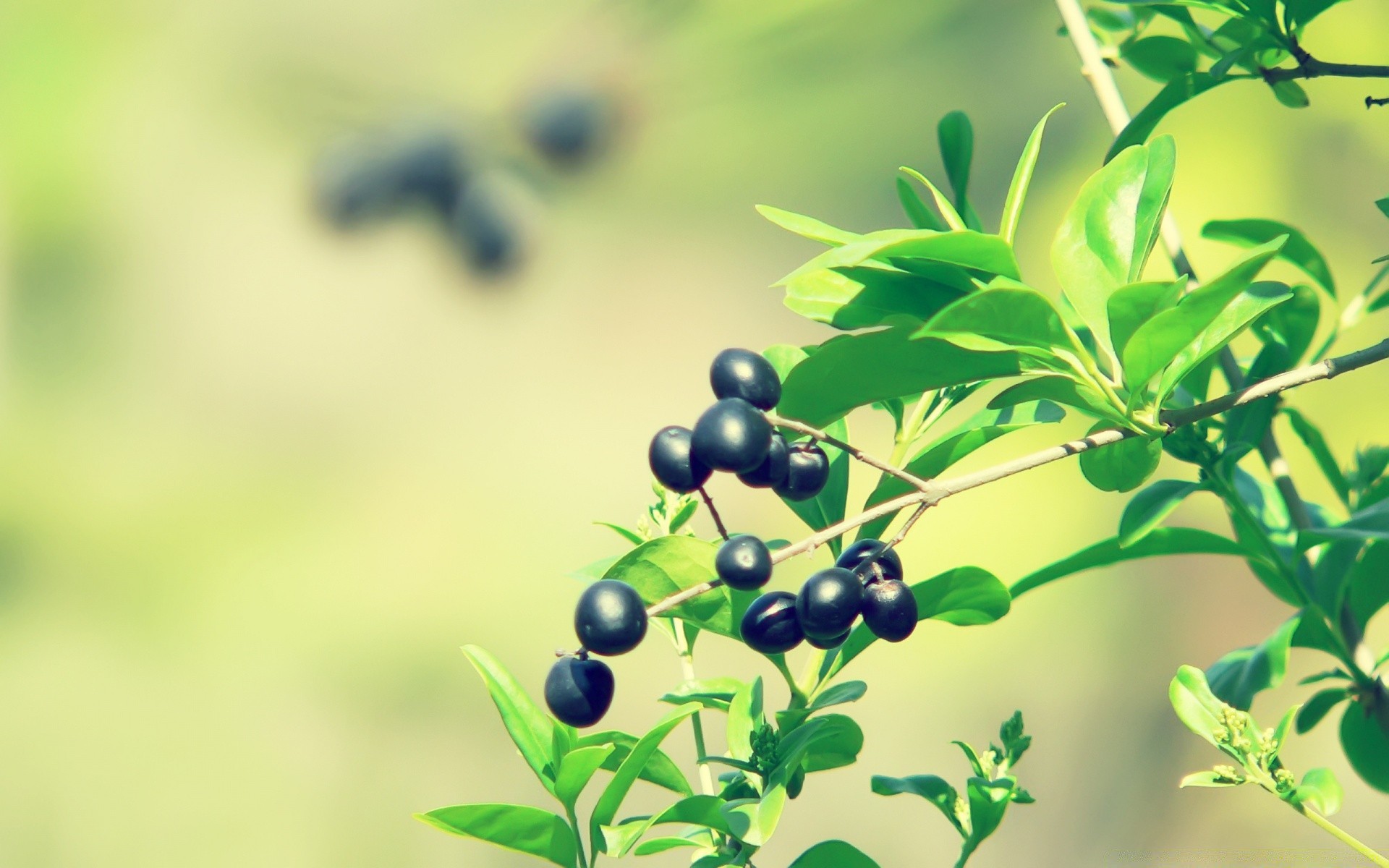 makroaufnahme blatt natur flora sommer wachstum filiale unschärfe garten im freien gesundheit baum schließen frische