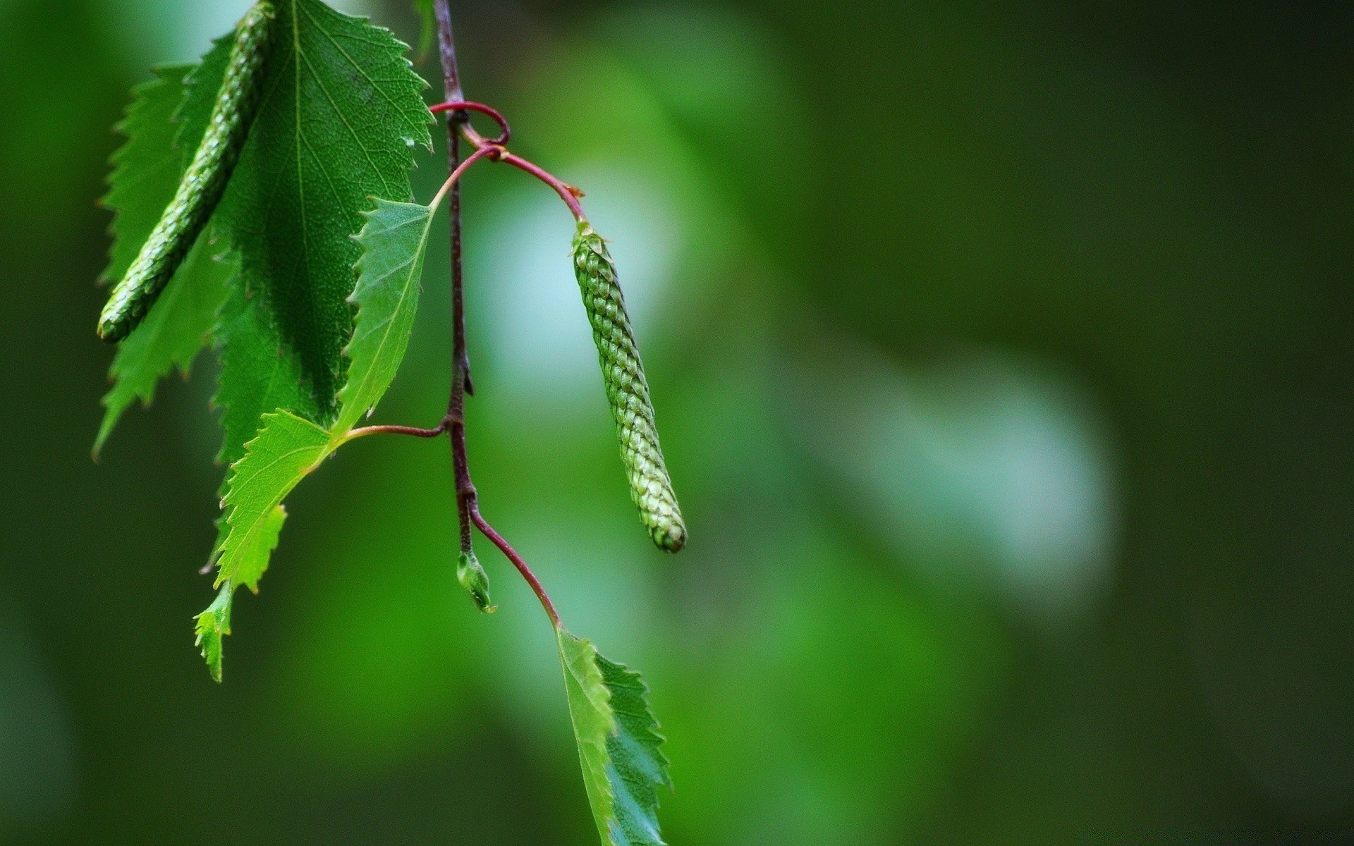 macro leaf nature flora growth outdoors garden rain tree dof close-up insect summer color environment