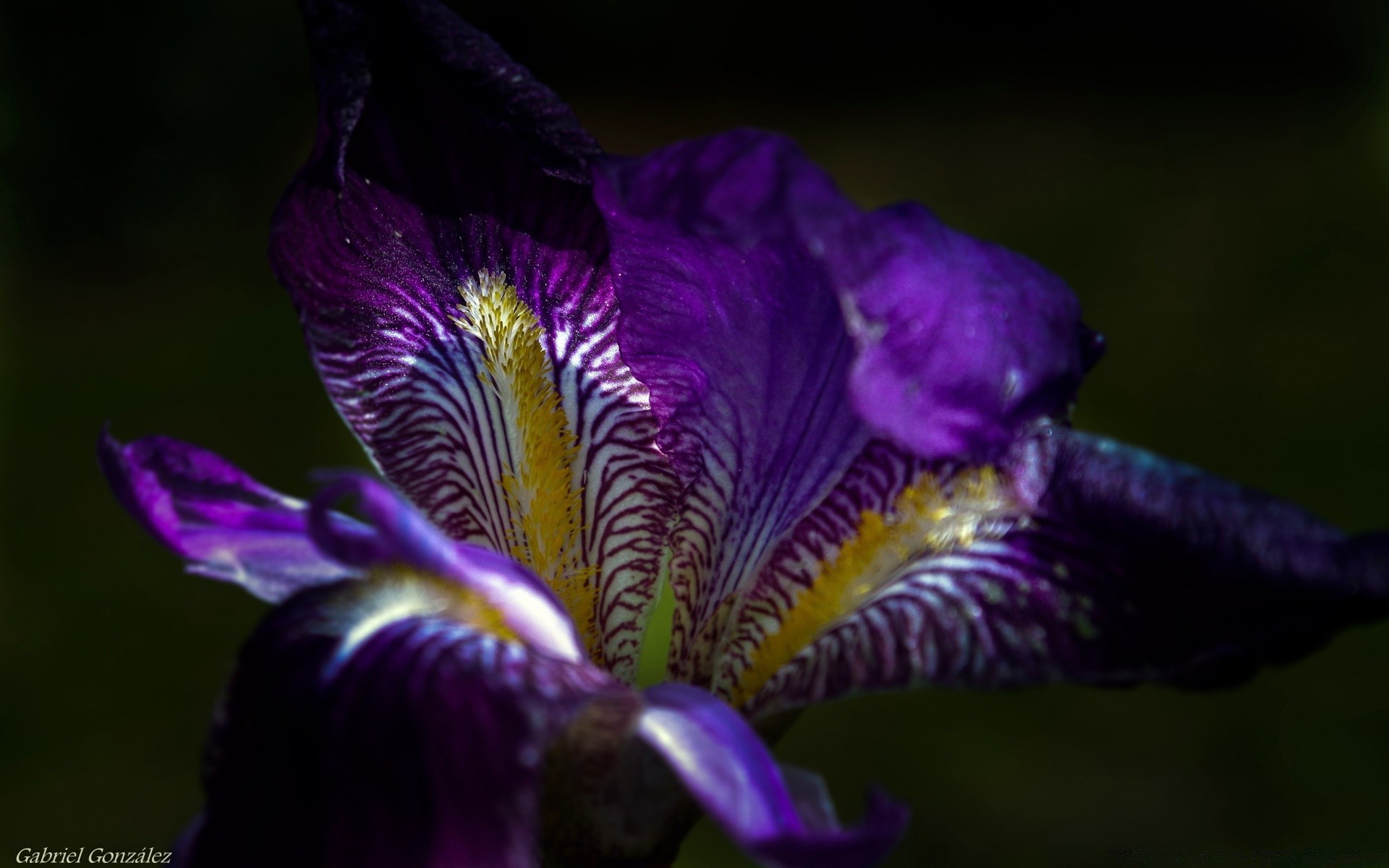 macro fiore natura all aperto flora giardino foglia estate petalo floreale fiore