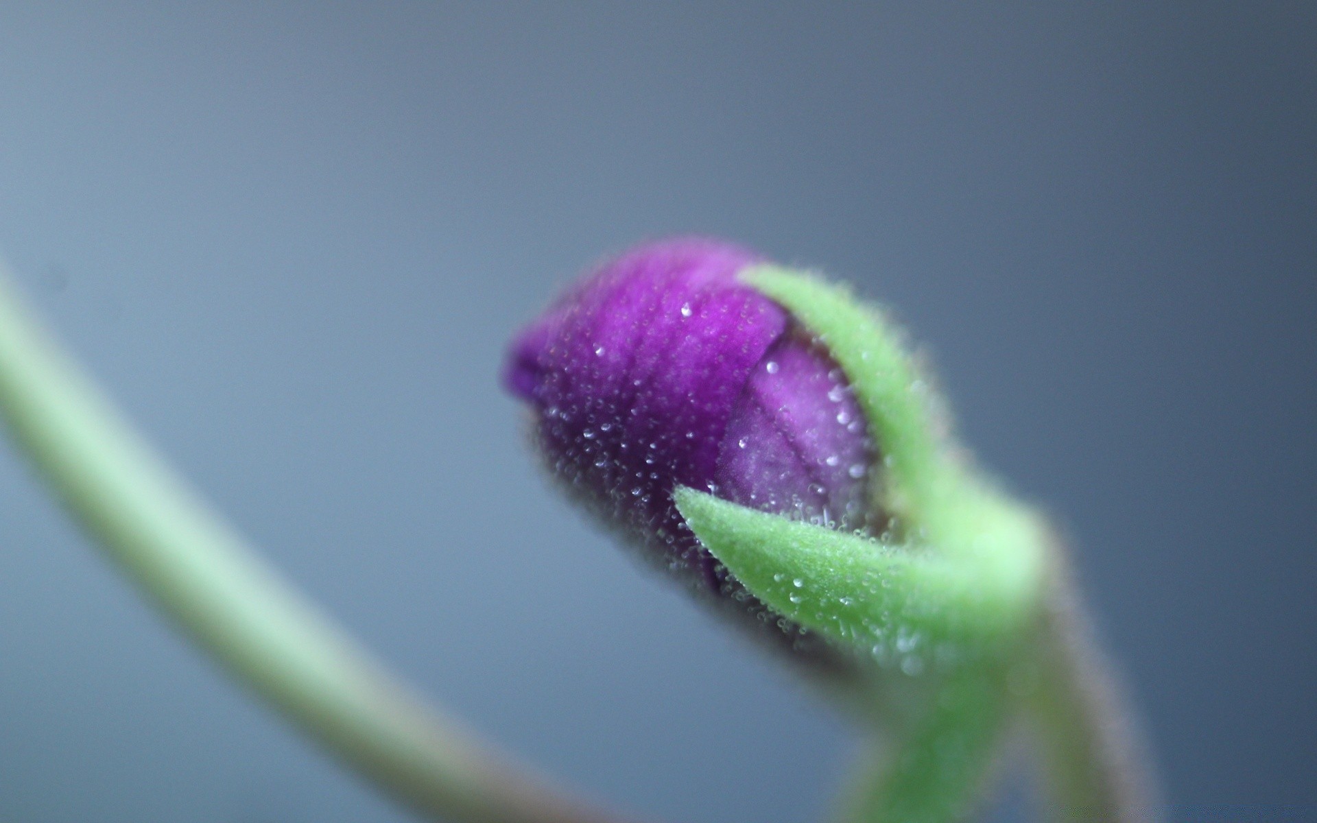 macro flor desfocagem natureza chuva dof folha cor flora gota orvalho jardim ainda vida luz