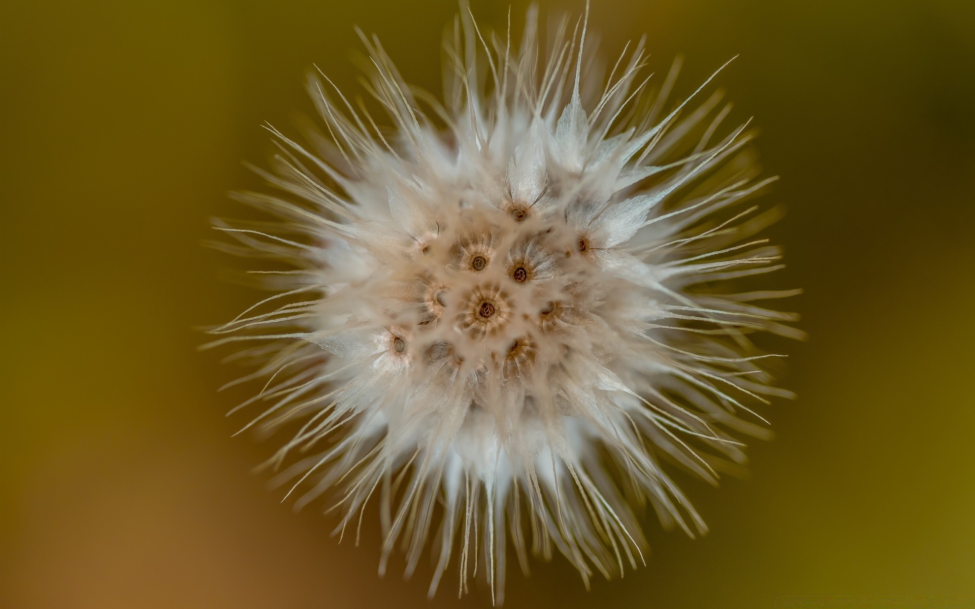 macro nature fleur flore croissance cactus graines été à l extérieur jardin pissenlit herbe