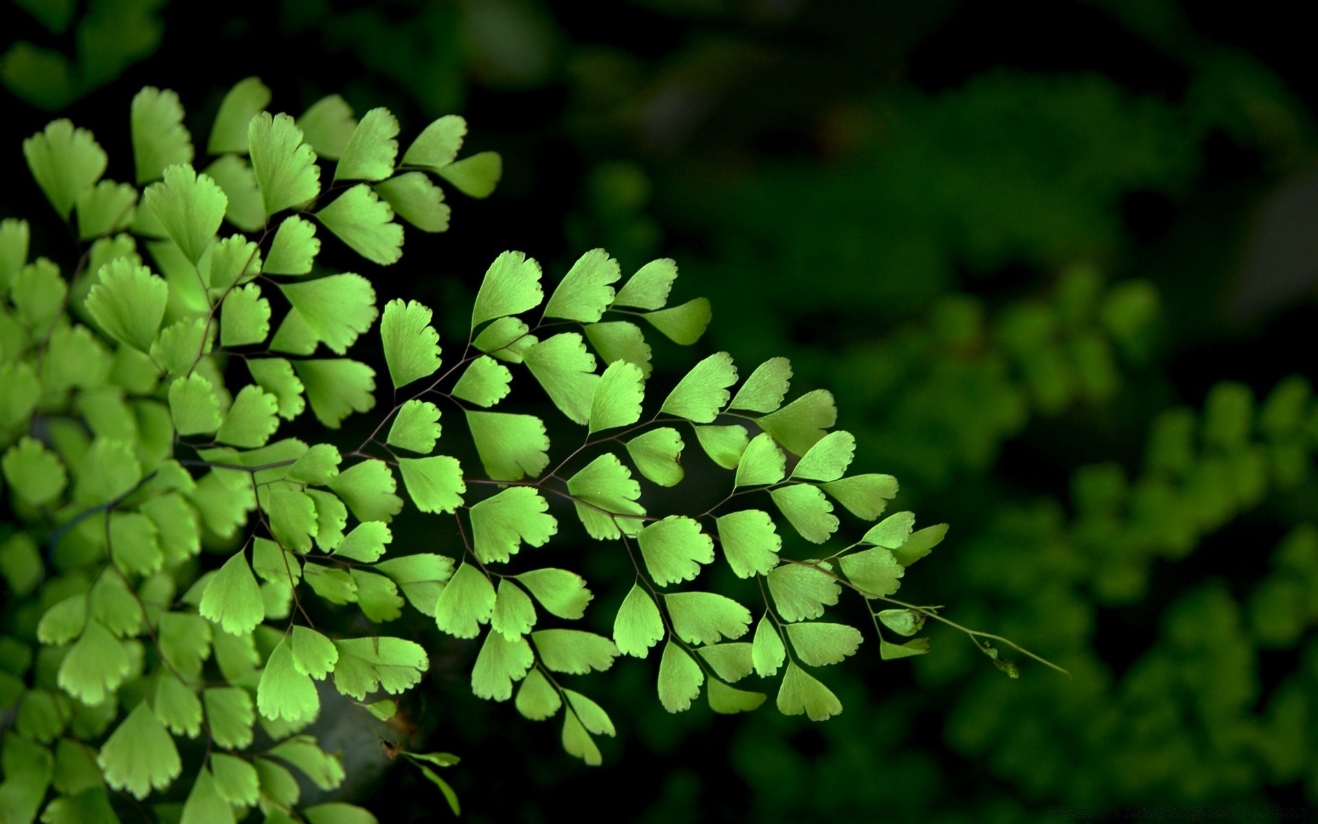 makro liść flora drzewo natura środowisko wzrost drewno fern na zewnątrz zbliżenie pulpit ogród bujny oddział