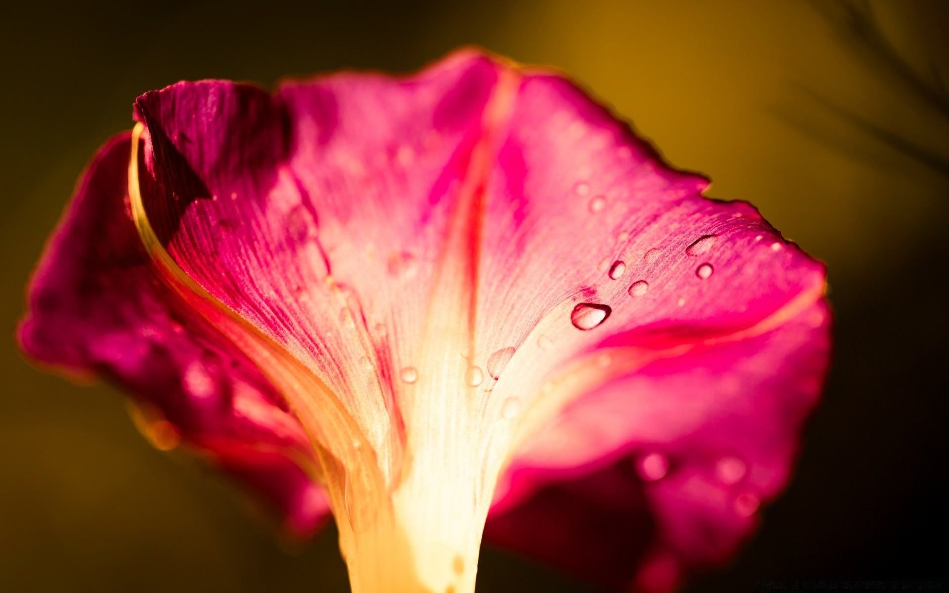 macro flower nature flora leaf color garden summer floral bright dew petal love rose beautiful wedding blooming tulip dof