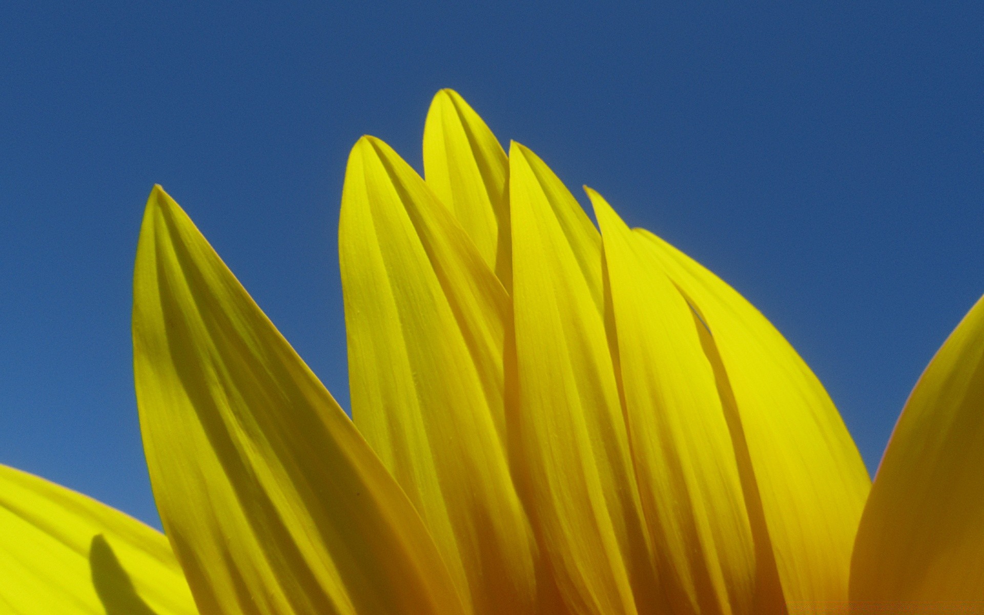 makro fotoğrafçılığı doğa çiçek parlak yaz flora büyüme renk güzel hava güneş yaprak bahçe açık havada