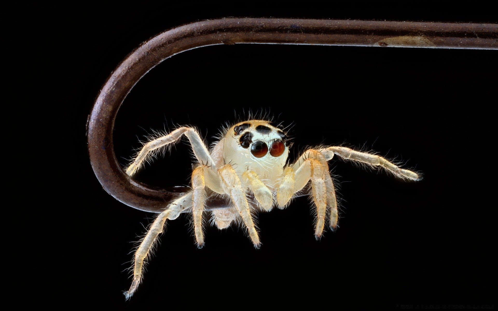 macro ragno insetto aracnide animale peloso natura fauna selvatica raccapricciante invertebrati pericolo close-up