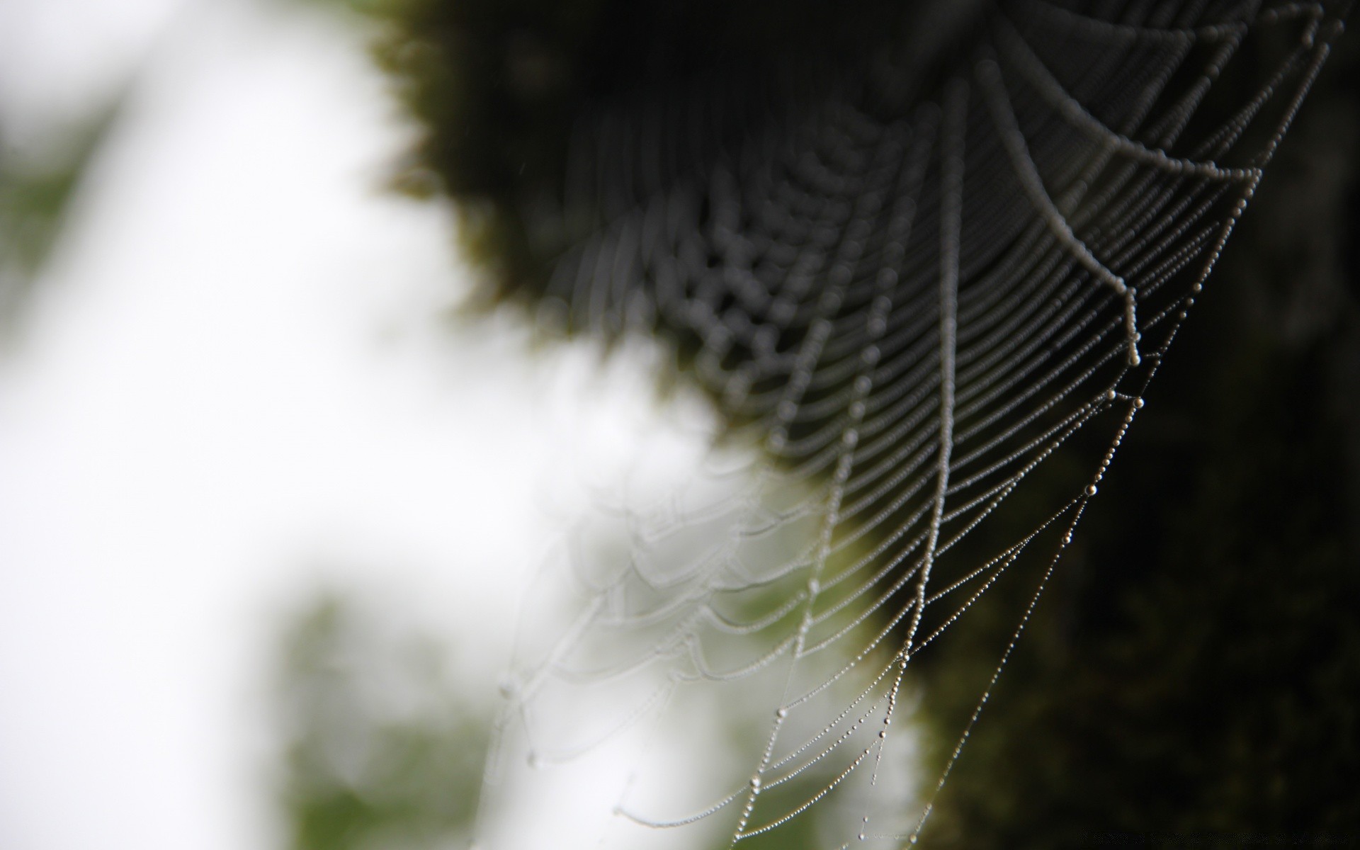 makro spinne spinnennetz natur spinnentiere insekt spinnennetz im freien tier tierwelt falle tau desktop web monochrom sommer unschärfe schließen garten