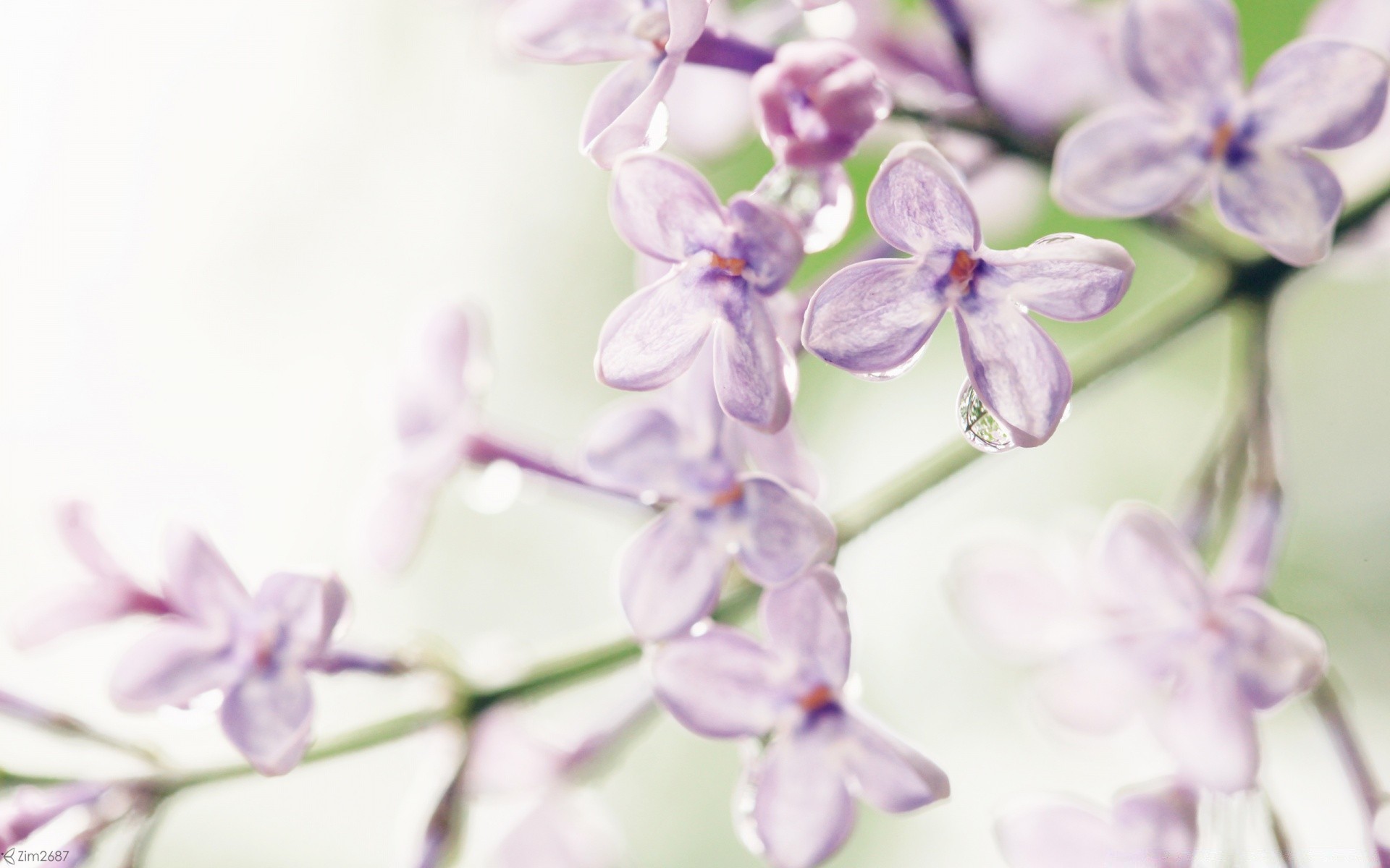 makro fotoğrafçılığı doğa çiçek flora yaprak narin yaz petal bahçe çiçek lavanta violet güzel yakın çekim büyüme renk çiçeklenme parlak