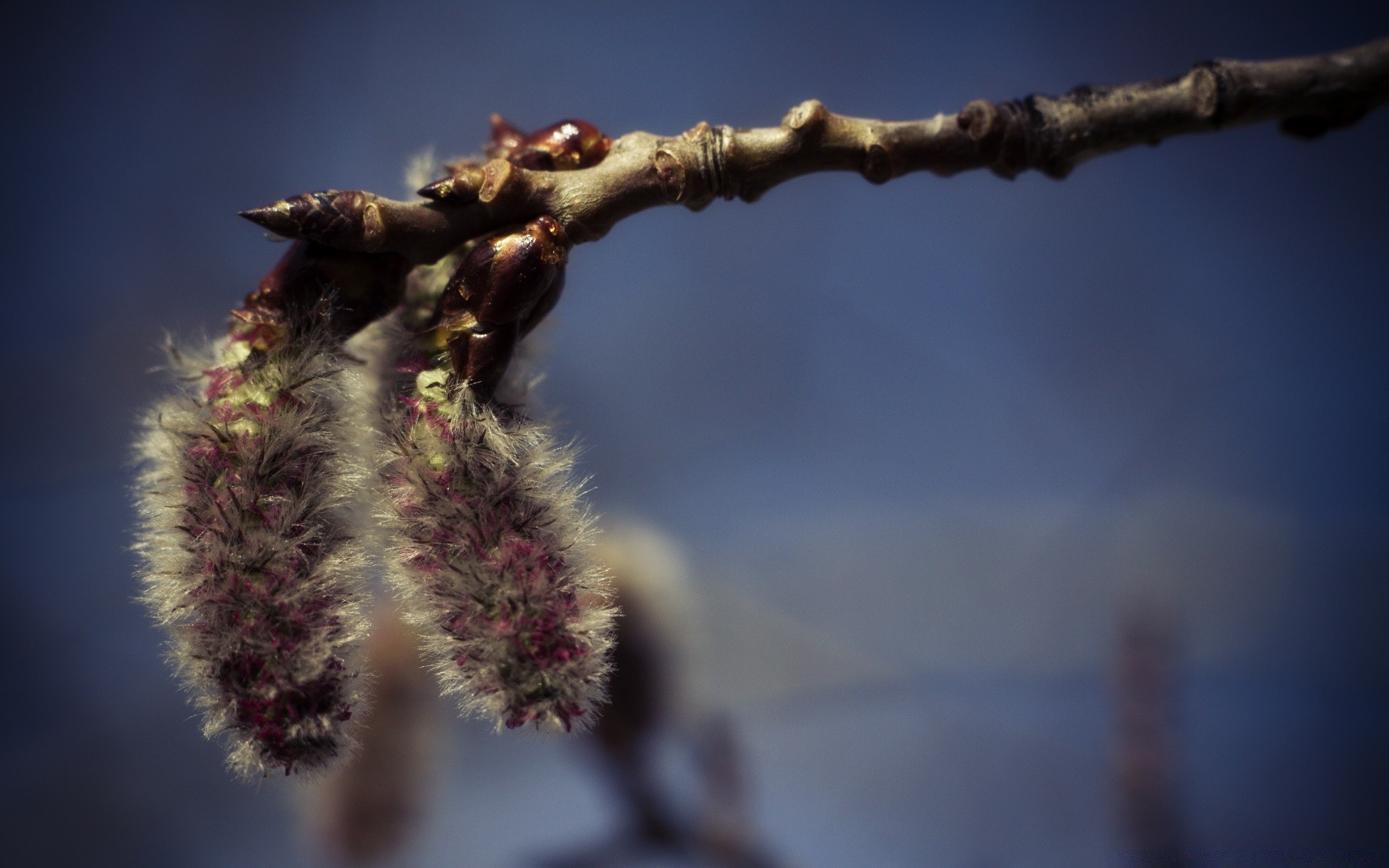 macro winter outdoors tree nature sky leaf flower cat branch growth blur fall fair weather sun