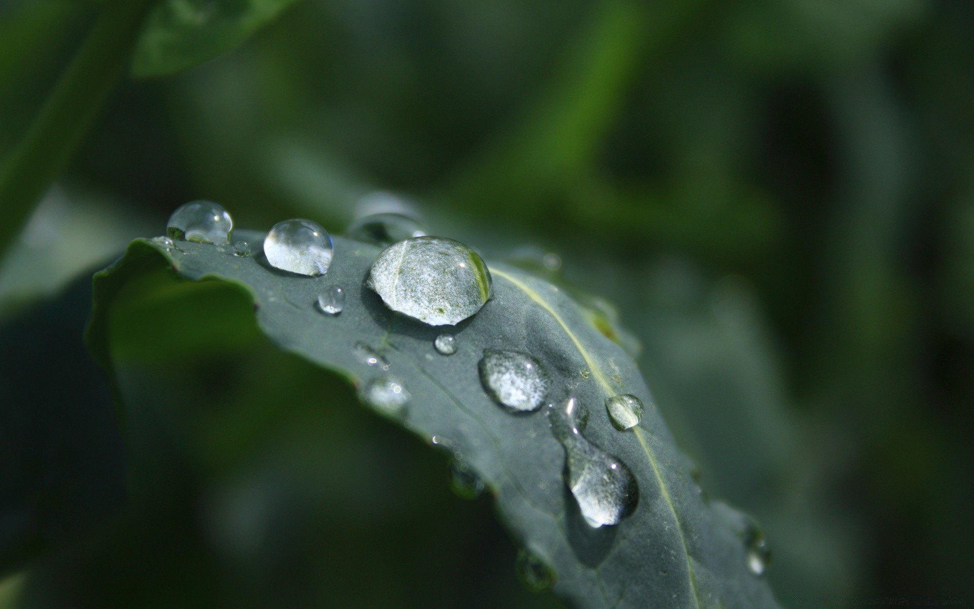 macro pluie chute rosée gouttes eau humide feuille propreté gouttes flore nature liquide croissance propre fraîcheur clair gros plan jardin dof