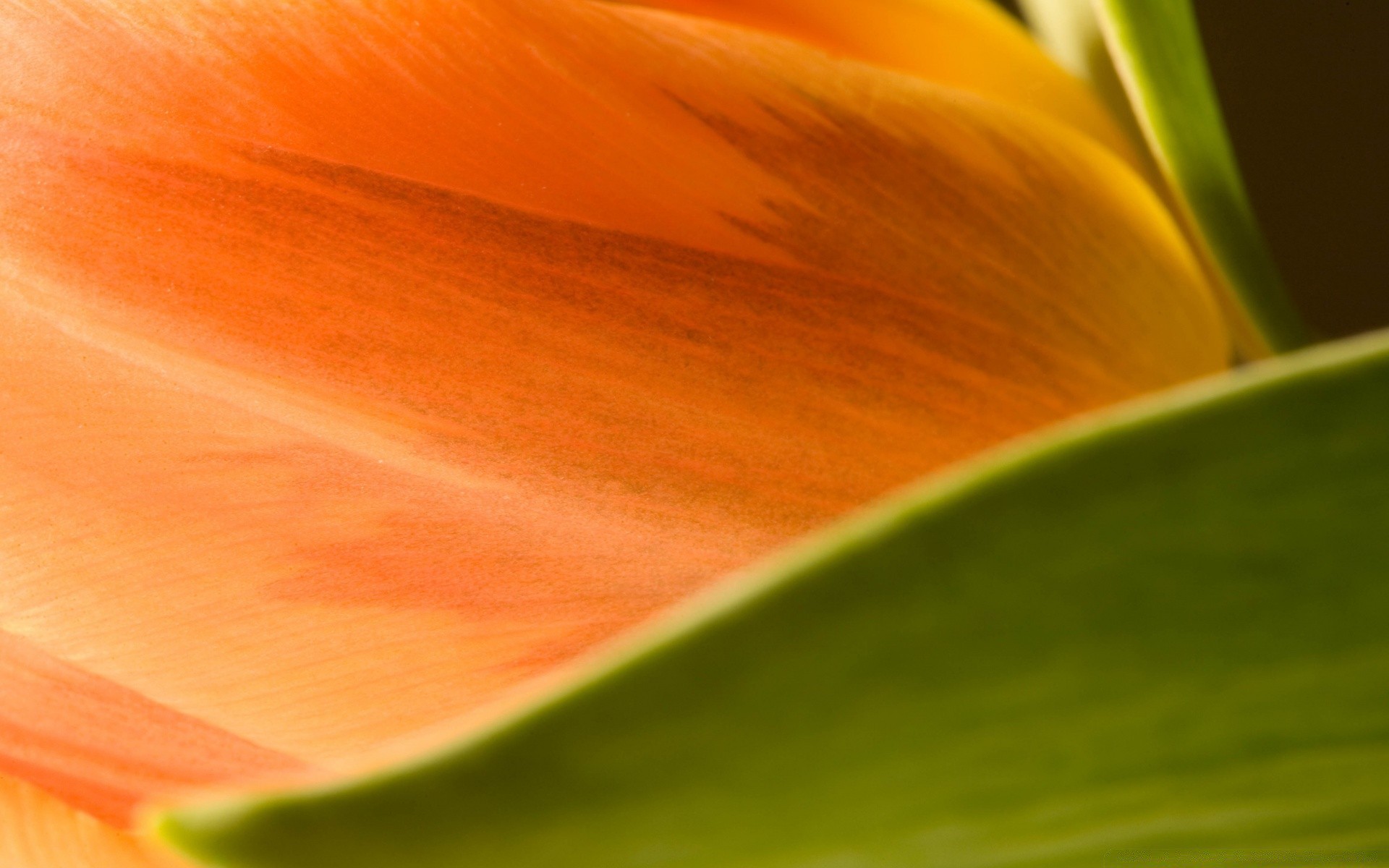 macro fiore natura tulipano colore luminoso giardino foglia flora estate astratto petalo delicato