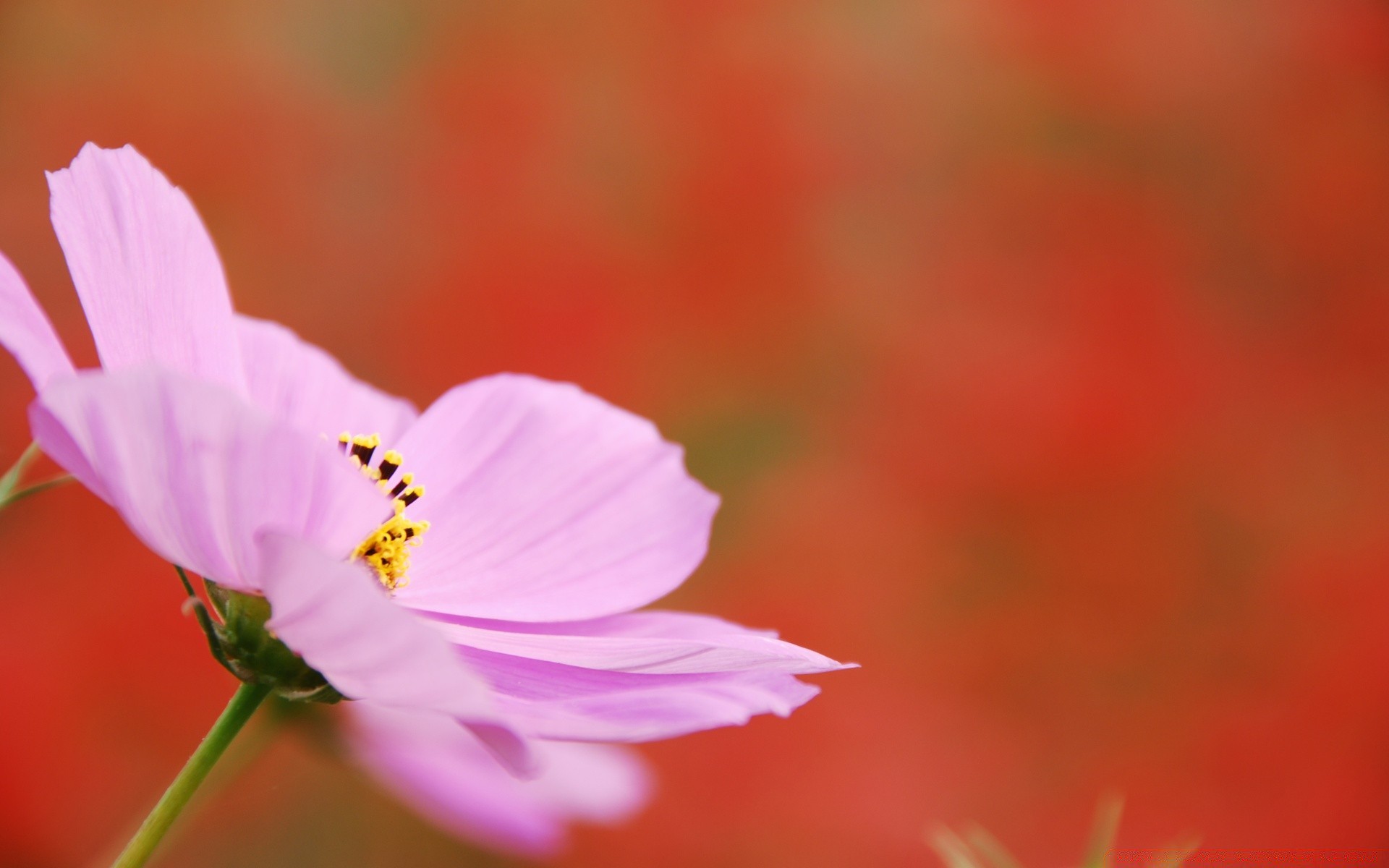 fotografía macro naturaleza flor verano desenfoque al aire libre hoja buen tiempo crecimiento brillante dof flora sol delicado