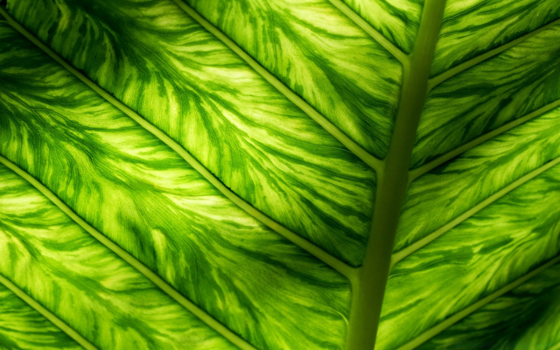 macro feuille flore croissance nature jardin luxuriante résumé bureau environnement couleur veine texture été biologie lumineux ecologie gros plan modèle botanique