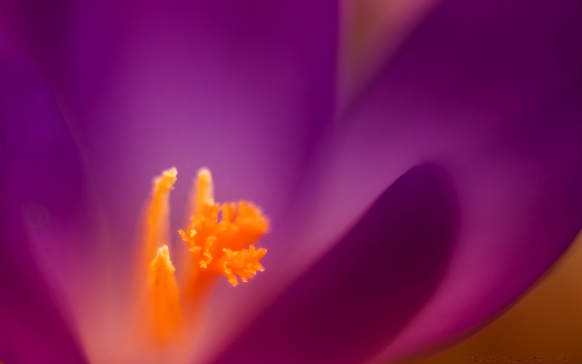 macro fiore sfocatura colore natura delicato luminoso flora