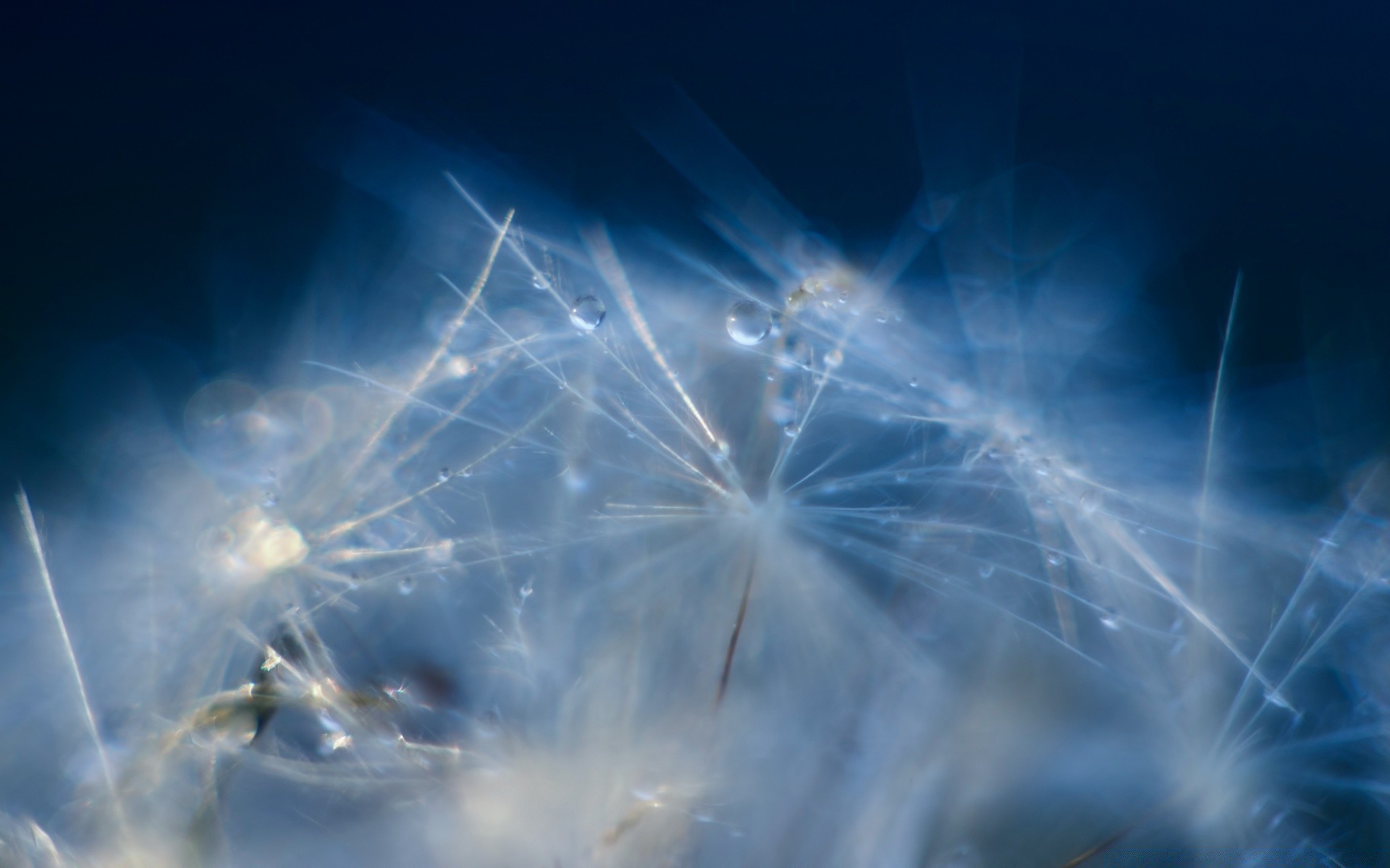 macro luce festival astratto cielo luminoso flash natura sole dente di leone fuochi d artificio desktop bel tempo paesaggio