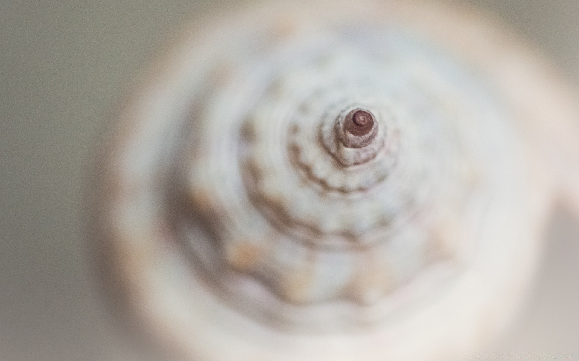 macro sfocatura close-up desktop messa a fuoco rotondo spirale vicino shell conchiglie cibo colore