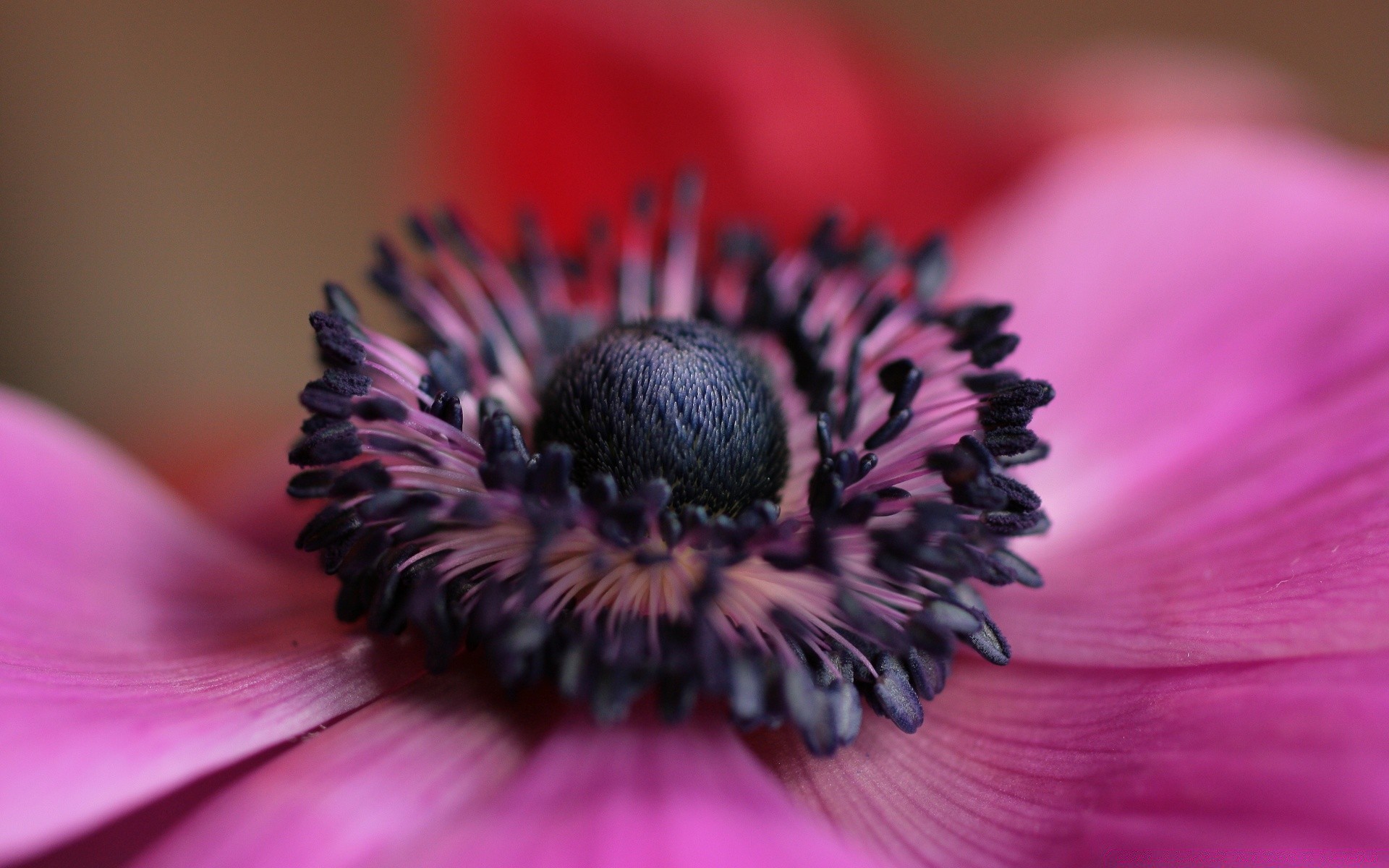 macro fleur nature flore gros plan jardin belle pétale pollen été couleur bluming lumineux flou floral vivace délicat feuille bureau