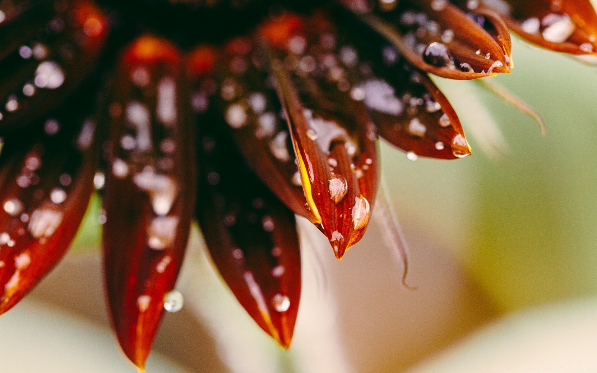 macro color nature bright close-up leaf desktop flora beautiful flower