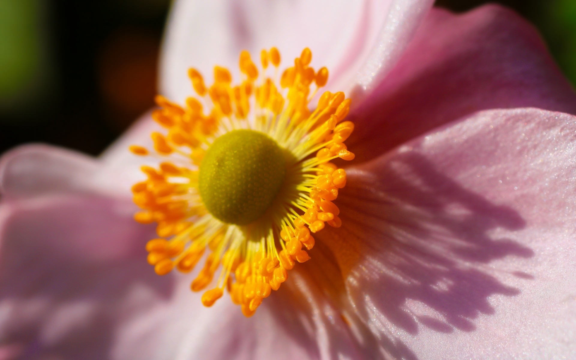 macro flower nature flora color garden pollen bright petal close-up delicate leaf summer blur