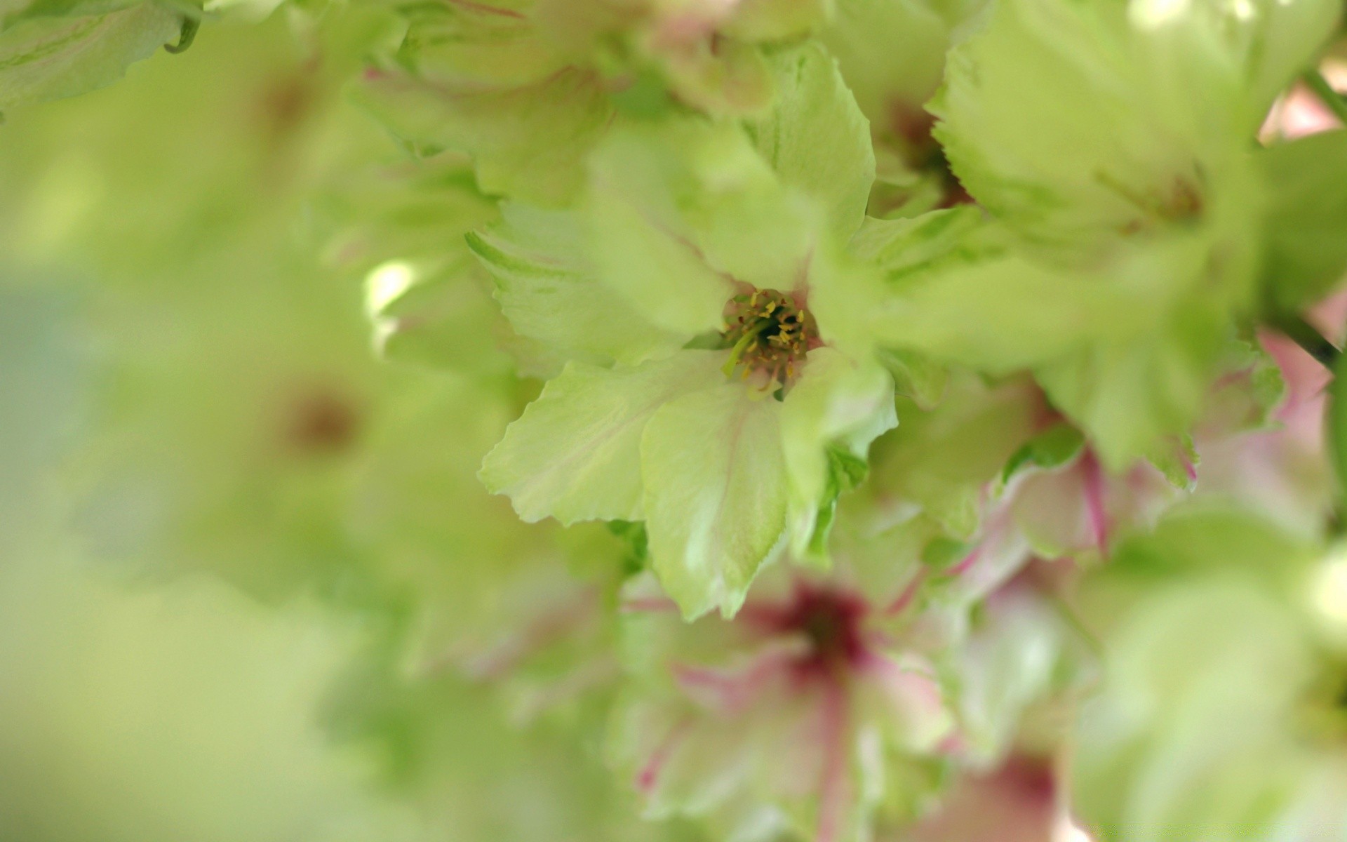 macro natureza folha flor flora verão ao ar livre jardim crescimento borrão bom tempo