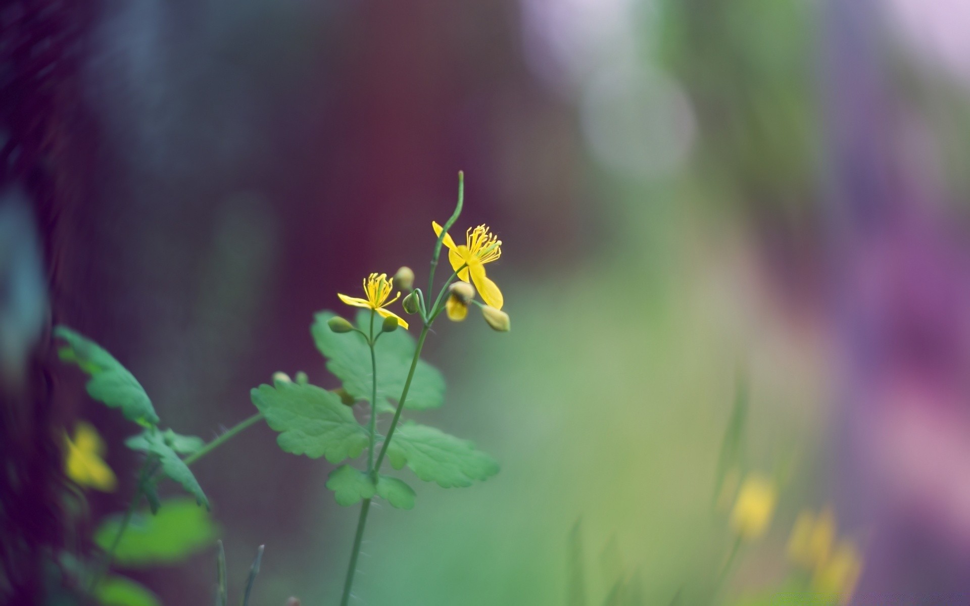 makroaufnahme natur blume sommer unschärfe blatt flora wachstum im freien gutes wetter garten gras hell