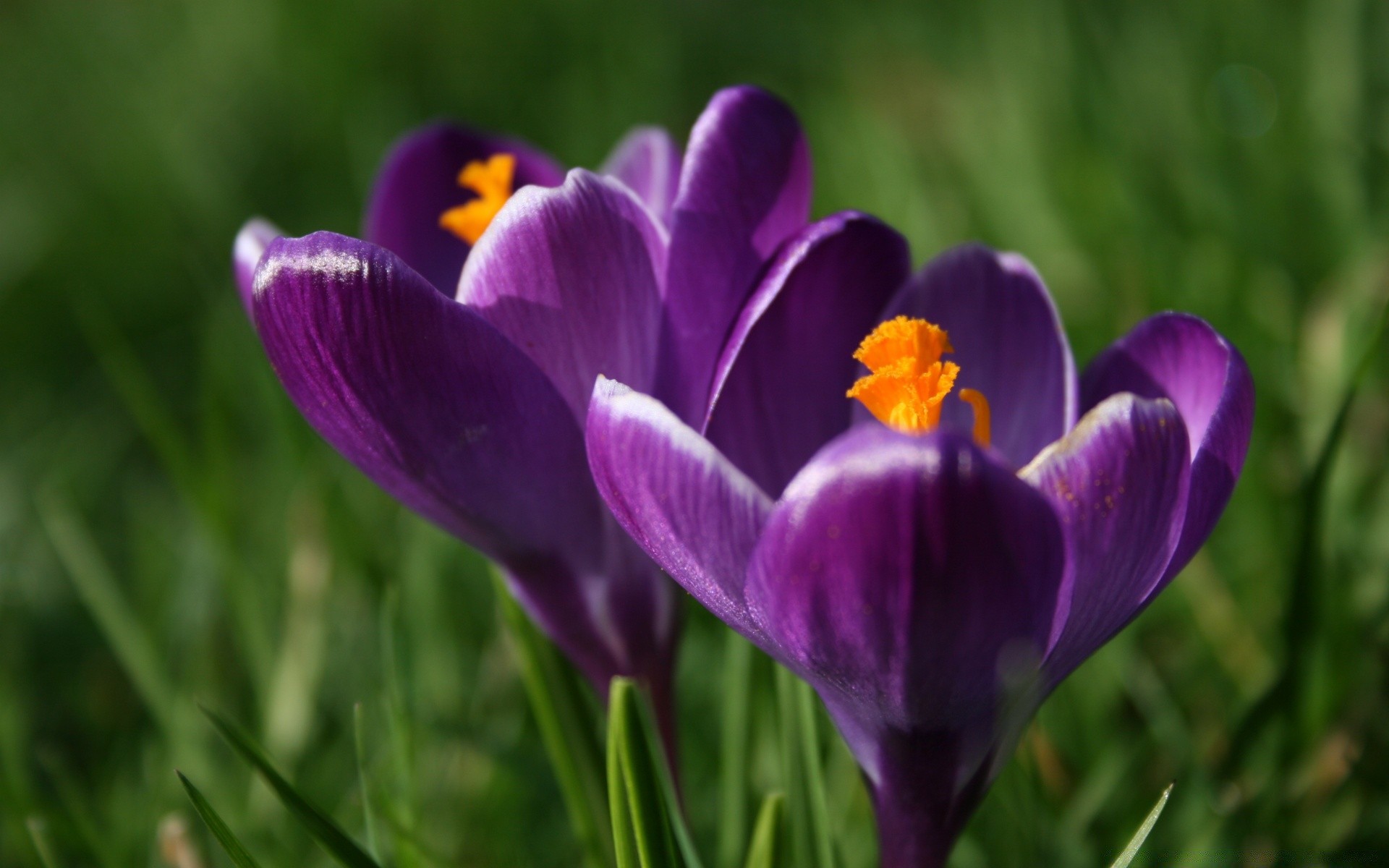 macro flower crocus nature grass easter garden flora summer leaf violet hayfield color saffron tulip bright floral petal field blooming