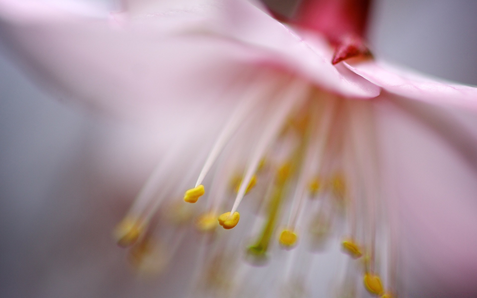 macro fiore natura flora giardino sfocatura colore estate close-up foglia petalo bello luminoso fioritura still life delicato