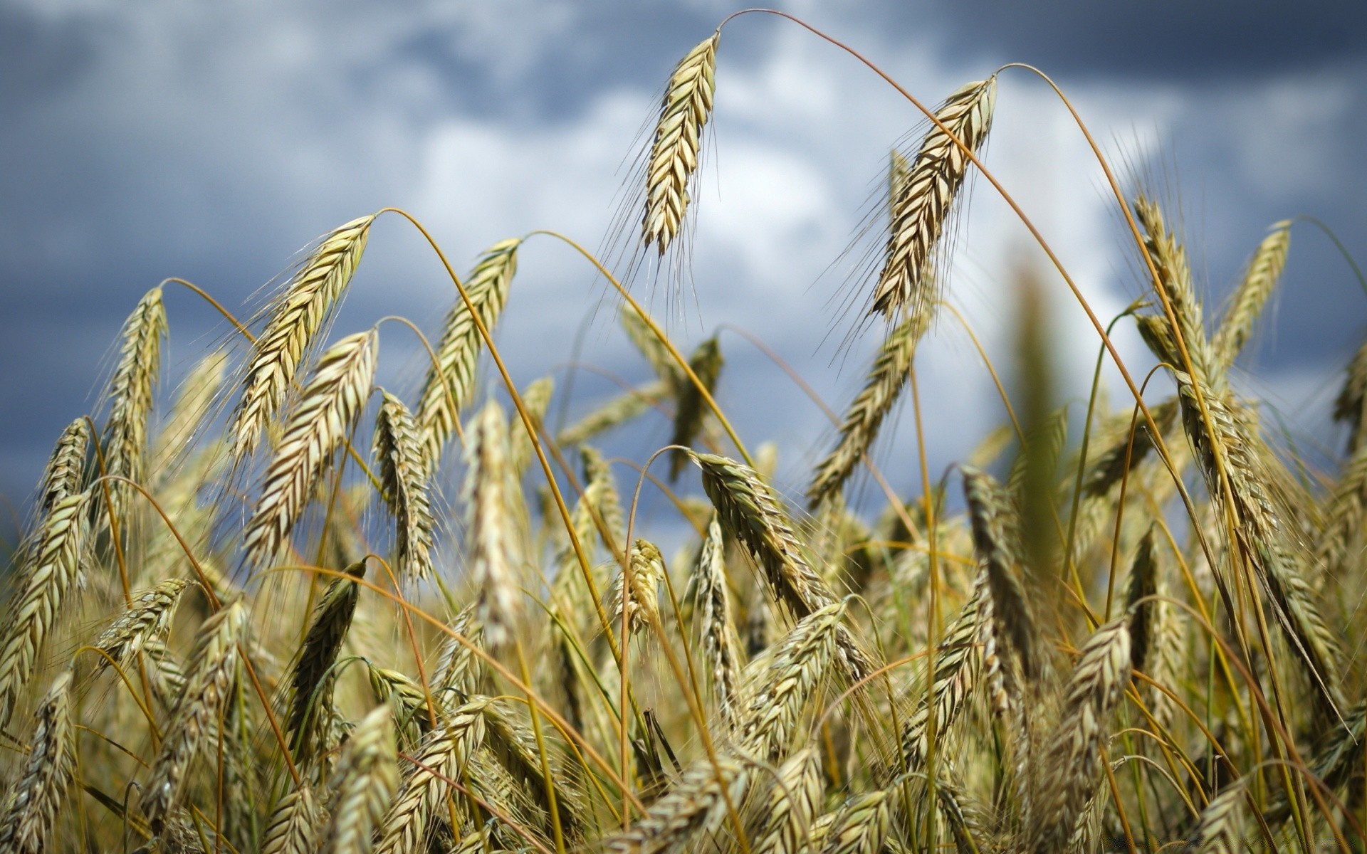 macro cereali grano pane segale mais pascolo raccolto orzo paglia oro rurale seme fattoria campo farina agricoltura crescita terreno agricolo spike campagna