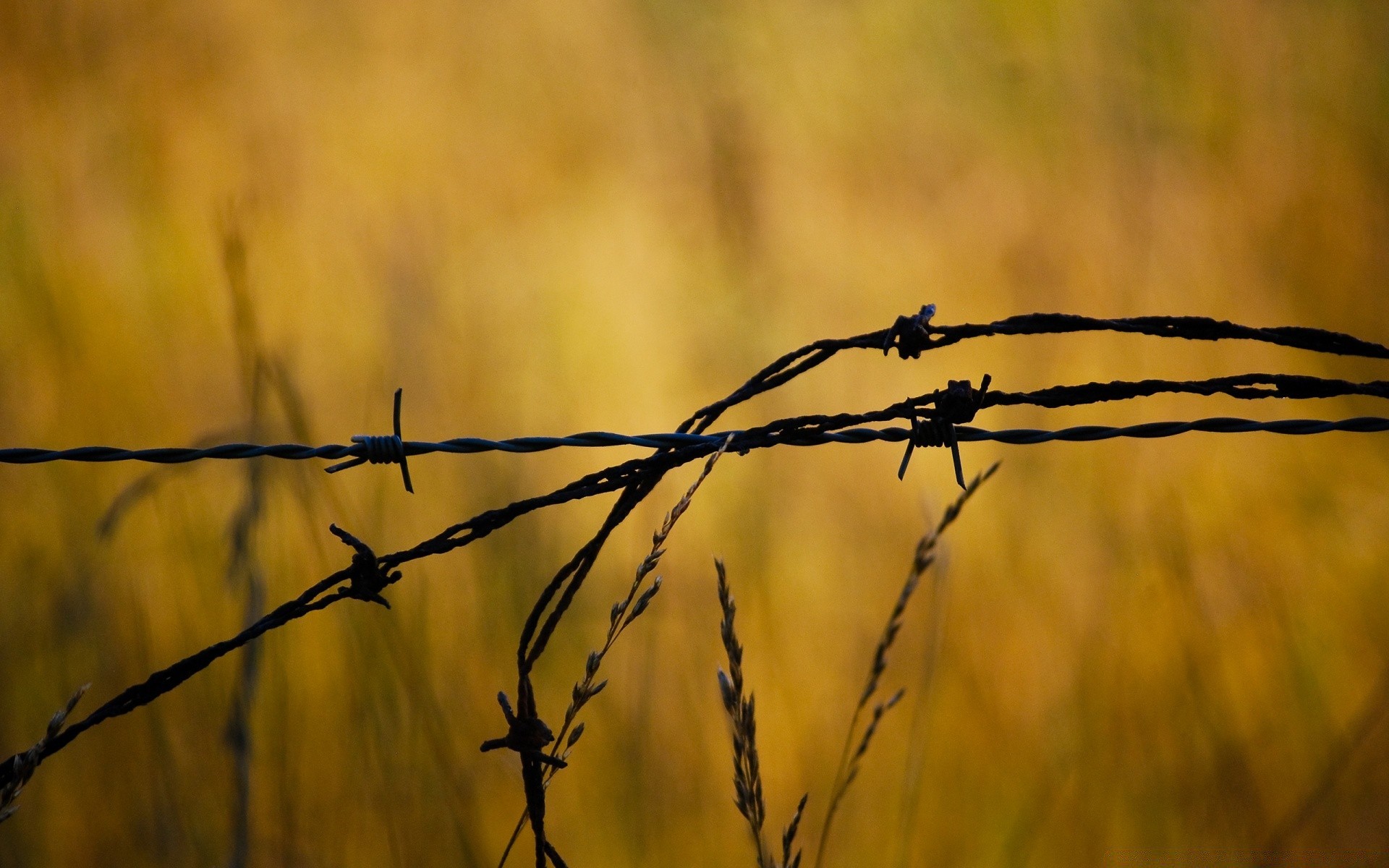 macro barbed wire fence dawn nature wire sunset sky sun grass outdoors field light landscape jail dew fair weather silhouette spider