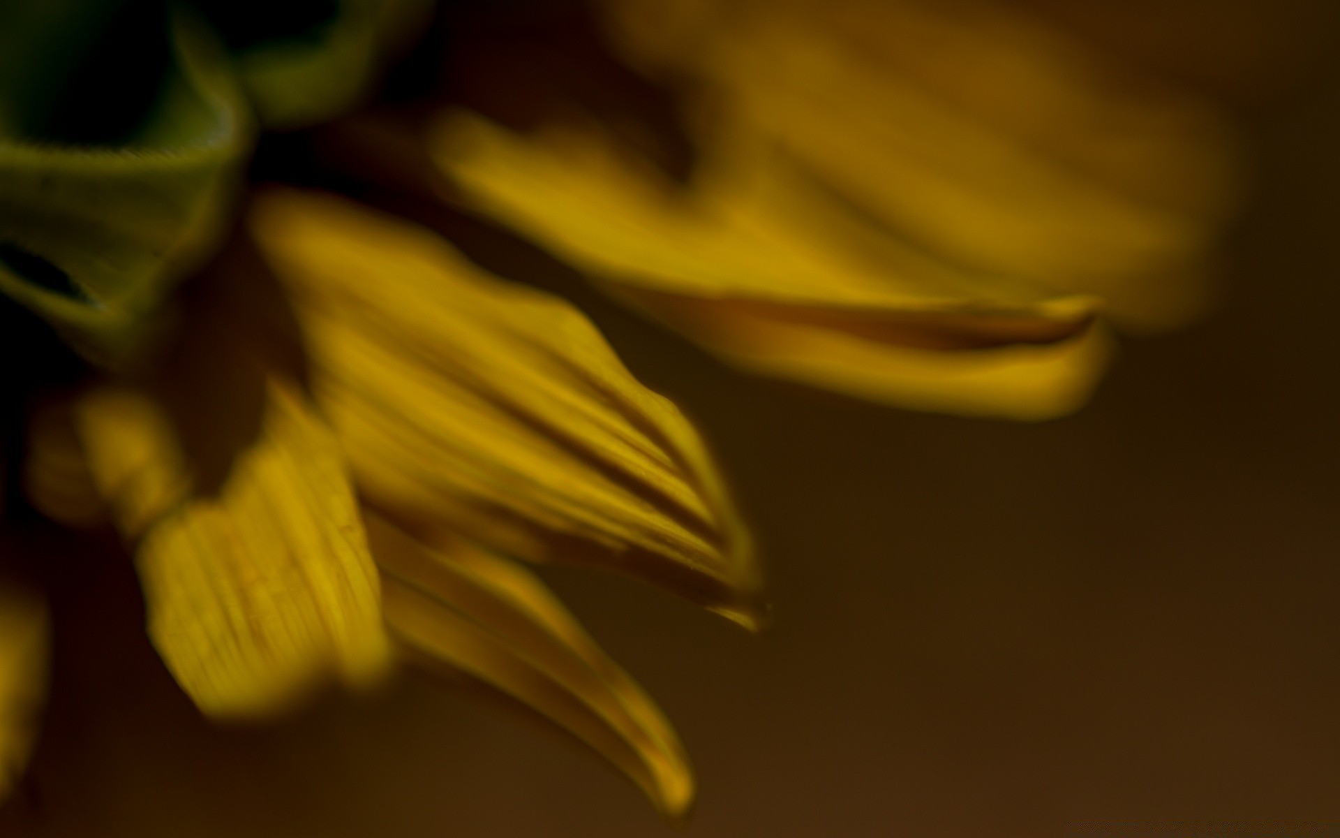 macro desenfoque flor naturaleza luz naturaleza muerta flora hoja color abstracto al aire libre escritorio brillante