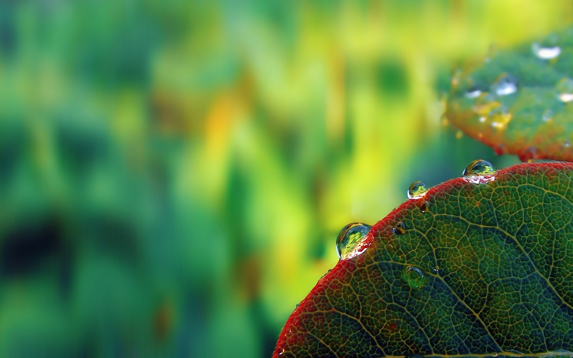 macro leaf nature rain flora growth garden grass summer outdoors dew drop environment blur