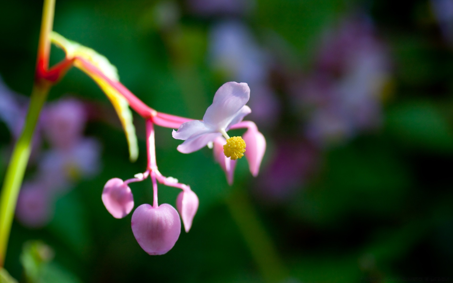 makro natura kwiat liść flora ogród na zewnątrz lato wzrost kolor