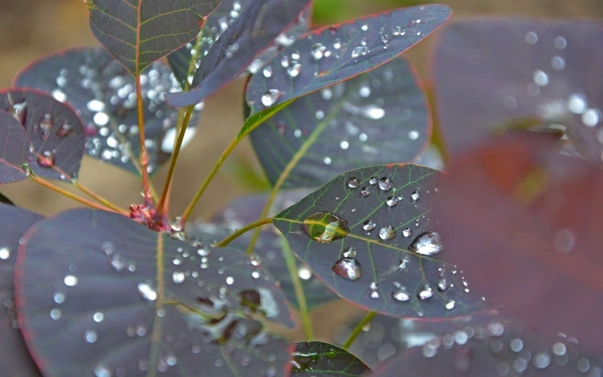 fotografia macro chuva folha orvalho natureza água gota ao ar livre flora molhado outono verão luz jardim árvore cor ambiente gotas madeira