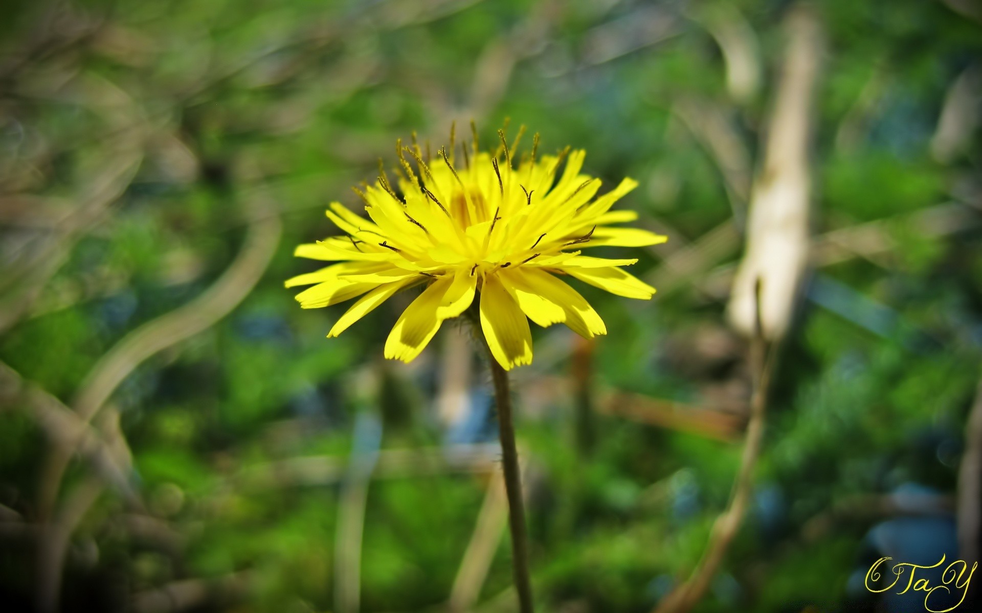 macro nature summer outdoors leaf flora flower wild grass growth fair weather garden bright