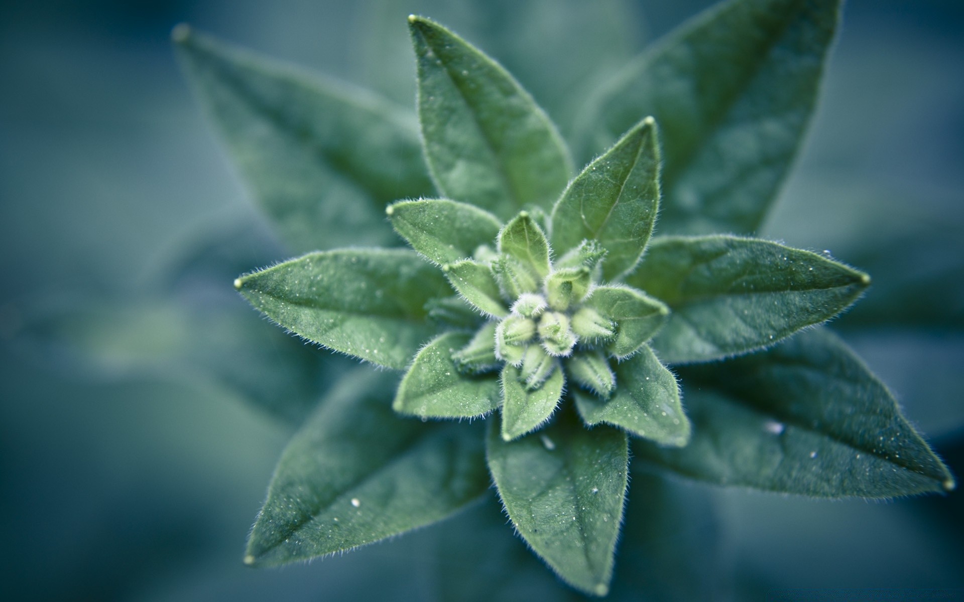 makro fotoğrafçılığı yaprak büyüme doğa flora açık havada yemek bitkisel