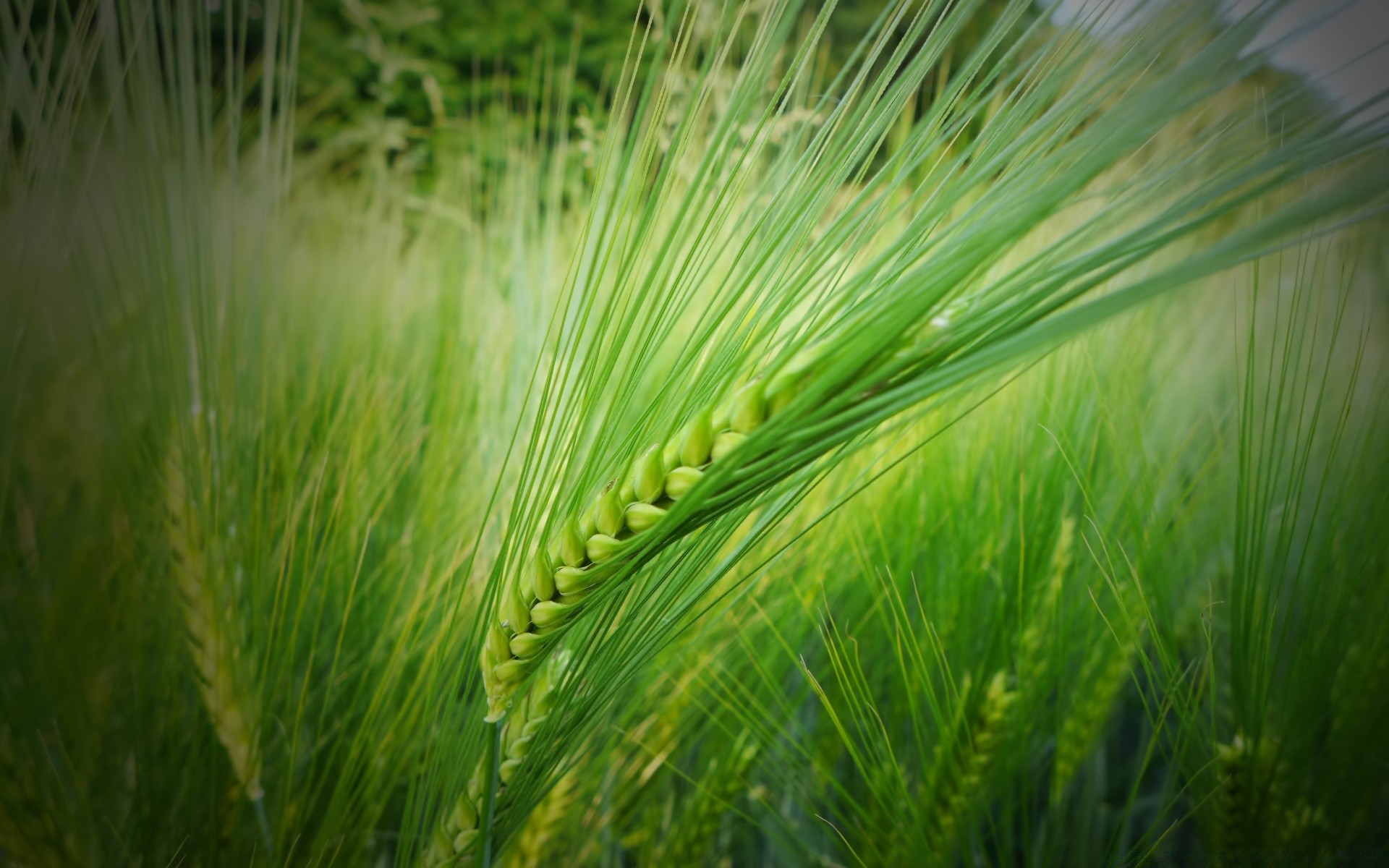 macro growth nature flora grass summer leaf cereal outdoors wheat lush rural environment sun fair weather pasture dawn farm field