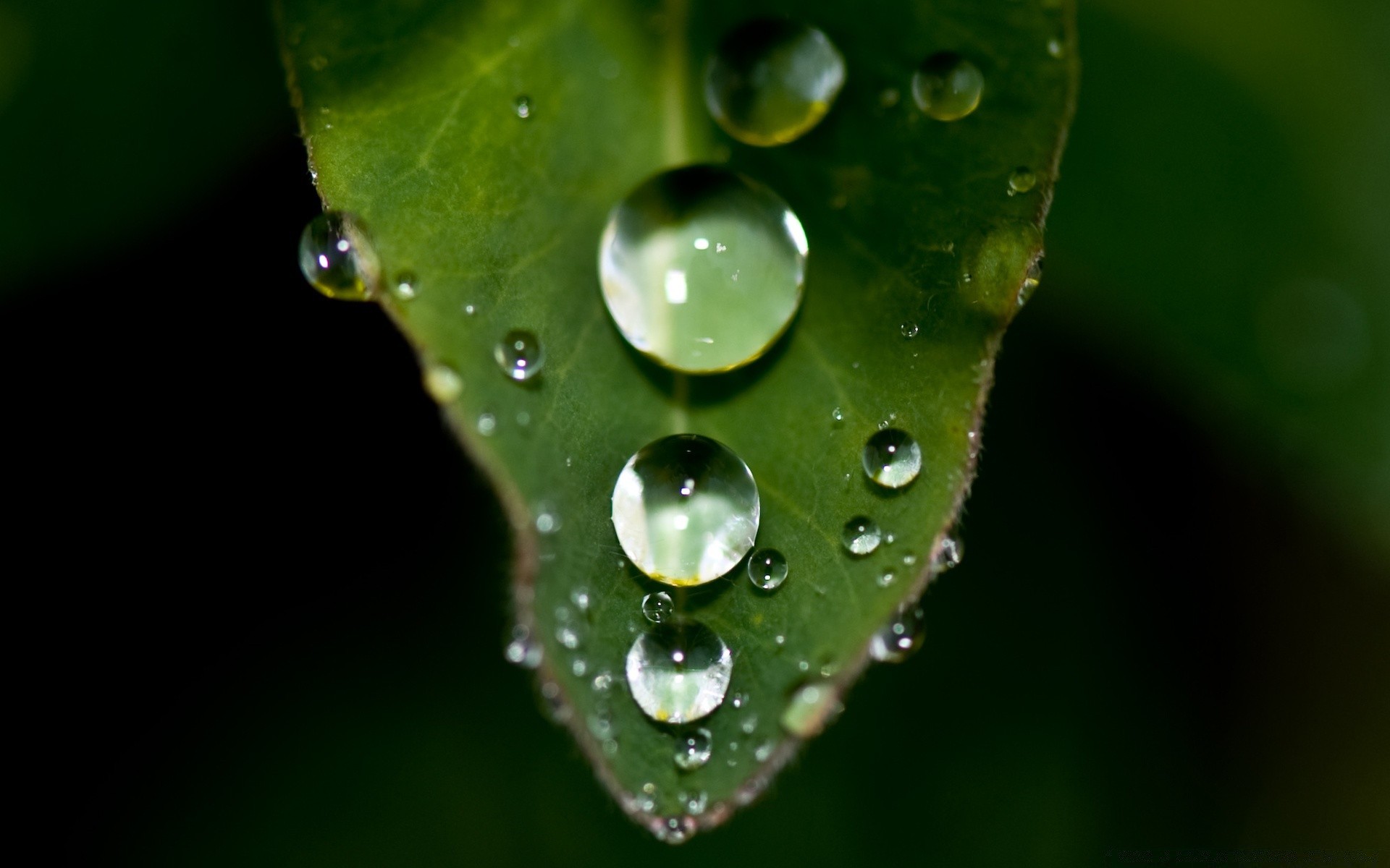 macro dew rain drop droplet wet leaf water purity raindrop nature flora garden environment pure waterdrop close-up bubble clean