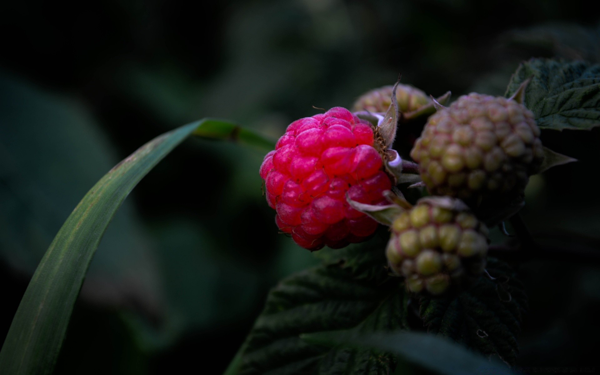 macro frutta natura cibo foglia bacca colore pasticceria giardino close-up estate flora all aperto