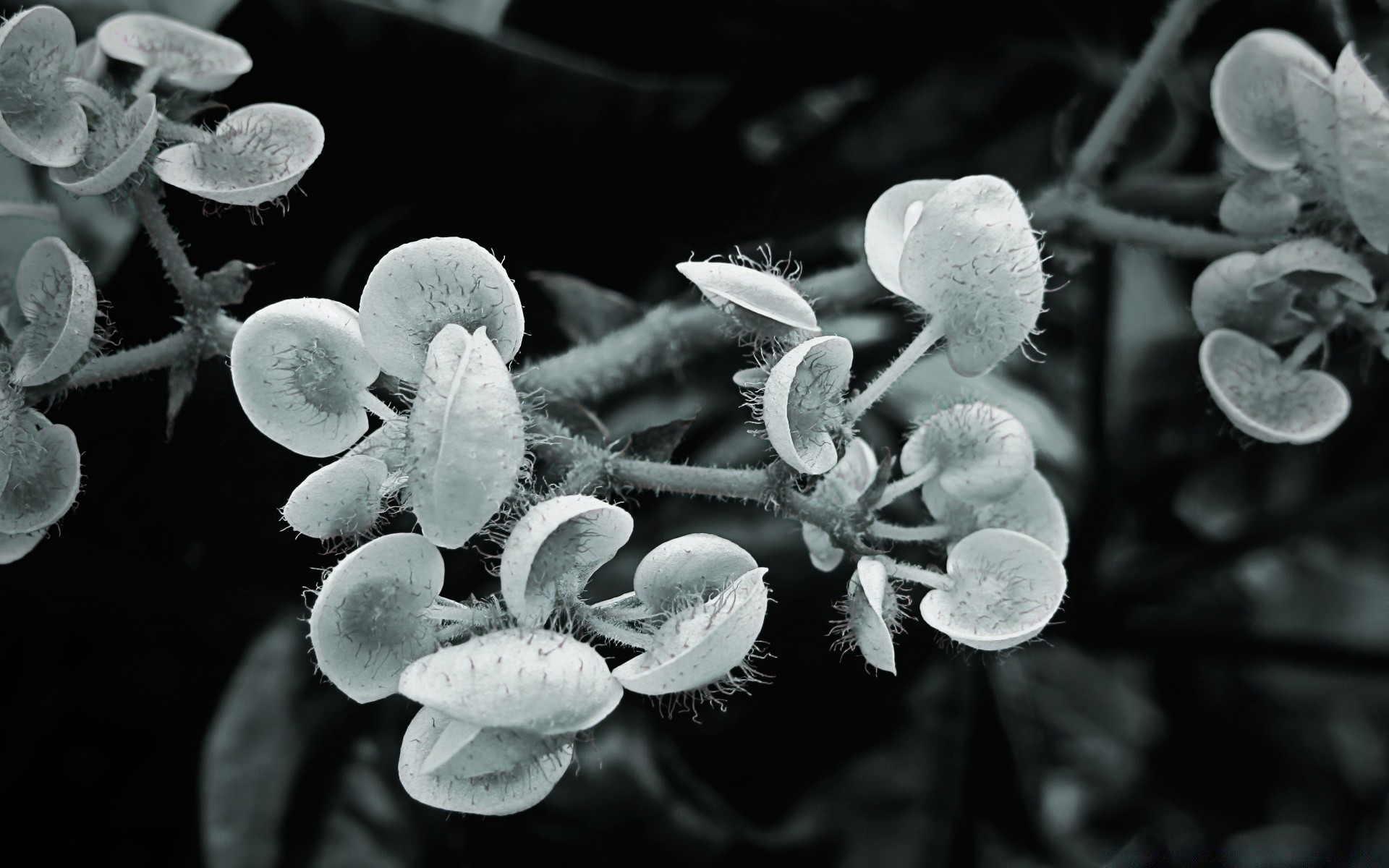 macro nature flore médecine biologie saison gros plan feuille arbre croissance bureau branche