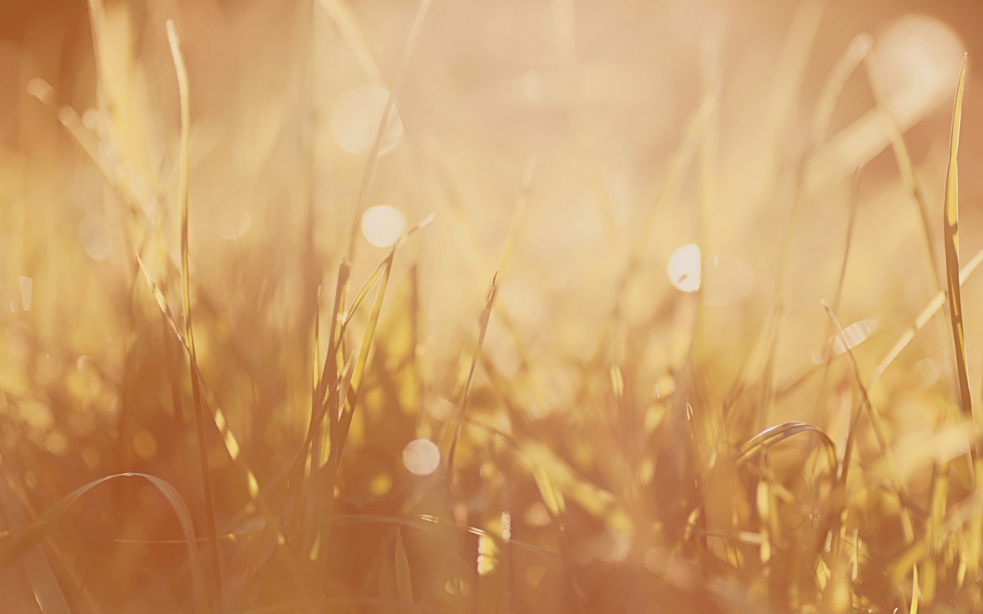 macro nature grass gold field summer wheat rural flora sun desktop cereal abstract color flower fall bright hayfield straw seed close-up