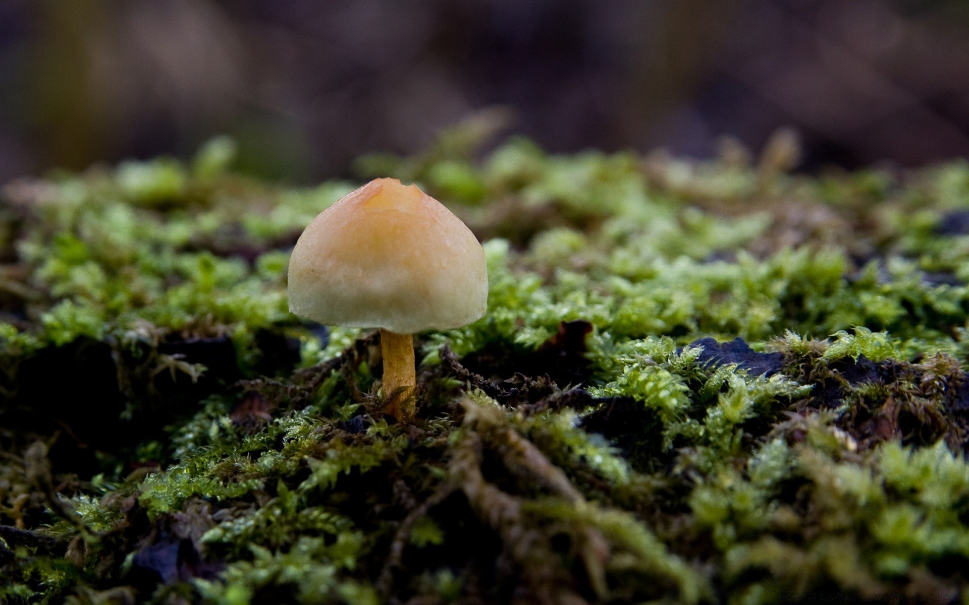 macro fotografia fungo fungo muschio autunno natura svasso porcino legno crescita commestibile selvaggio all aperto spore erba foglia flora stagione veleno