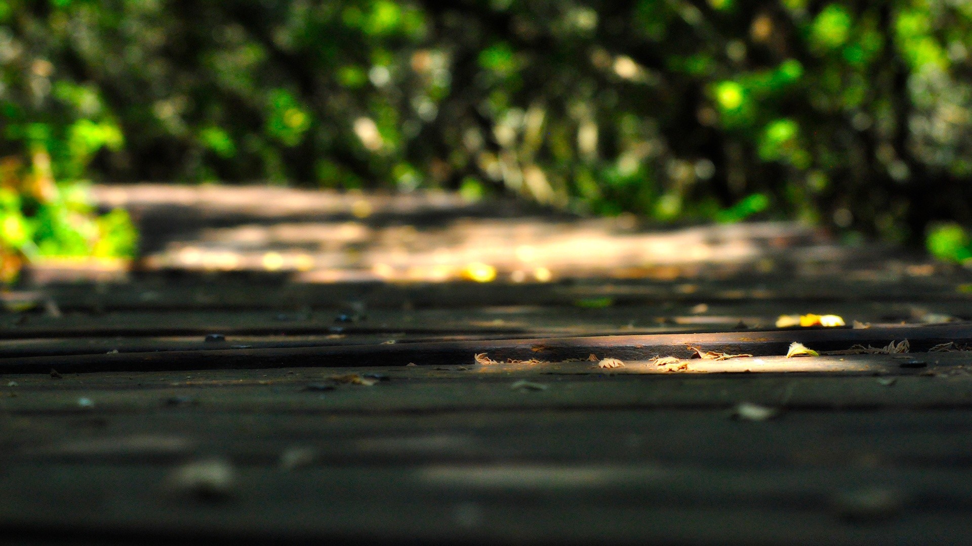 macro eau nature flou réflexion bois bureau lumière paysage feuille couleur résumé pluie parc arbre jardin