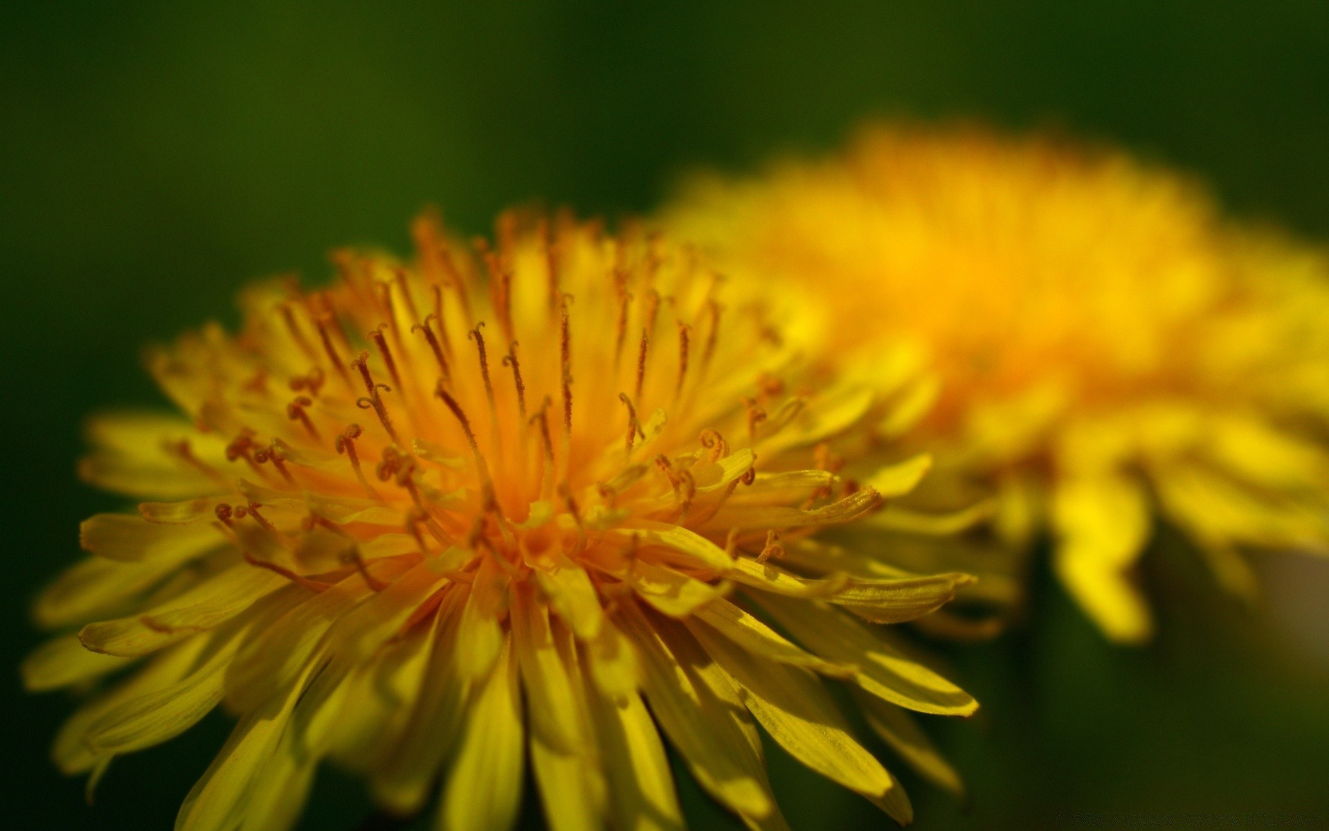 macro flor natureza flora dente de leão verão jardim pétala blooming cor feno ao ar livre brilhante pólen close-up folha