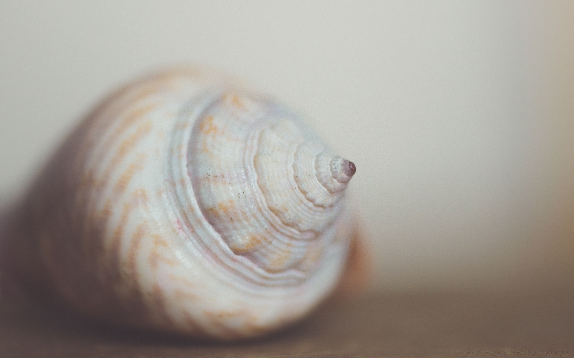 macro concha conchas molusco caracol espiral mar concha desktop praia mar molusco mar close - up natureza invertebrados oceano textura gastrópodes cor