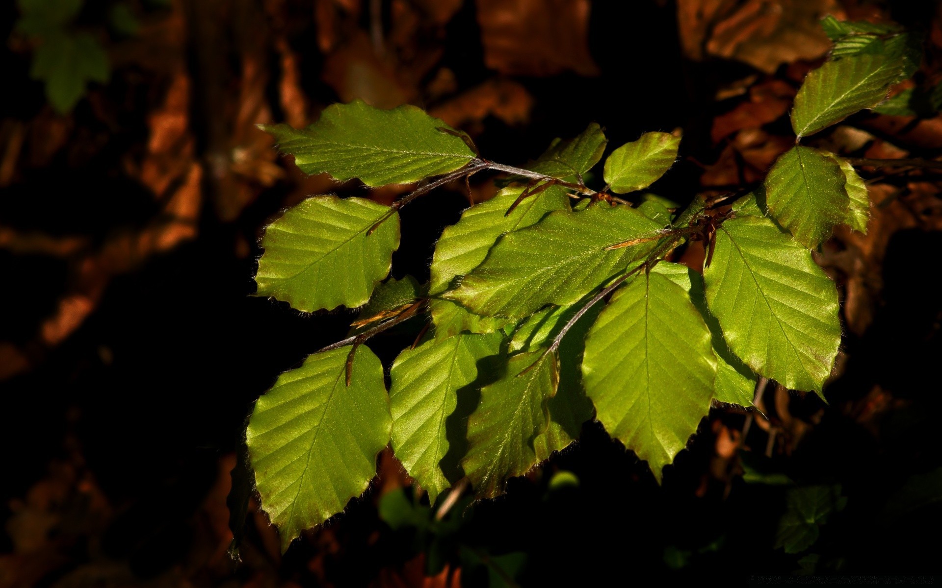 macro fotografia foglia natura all aperto flora crescita legno albero luce ambiente autunno parco