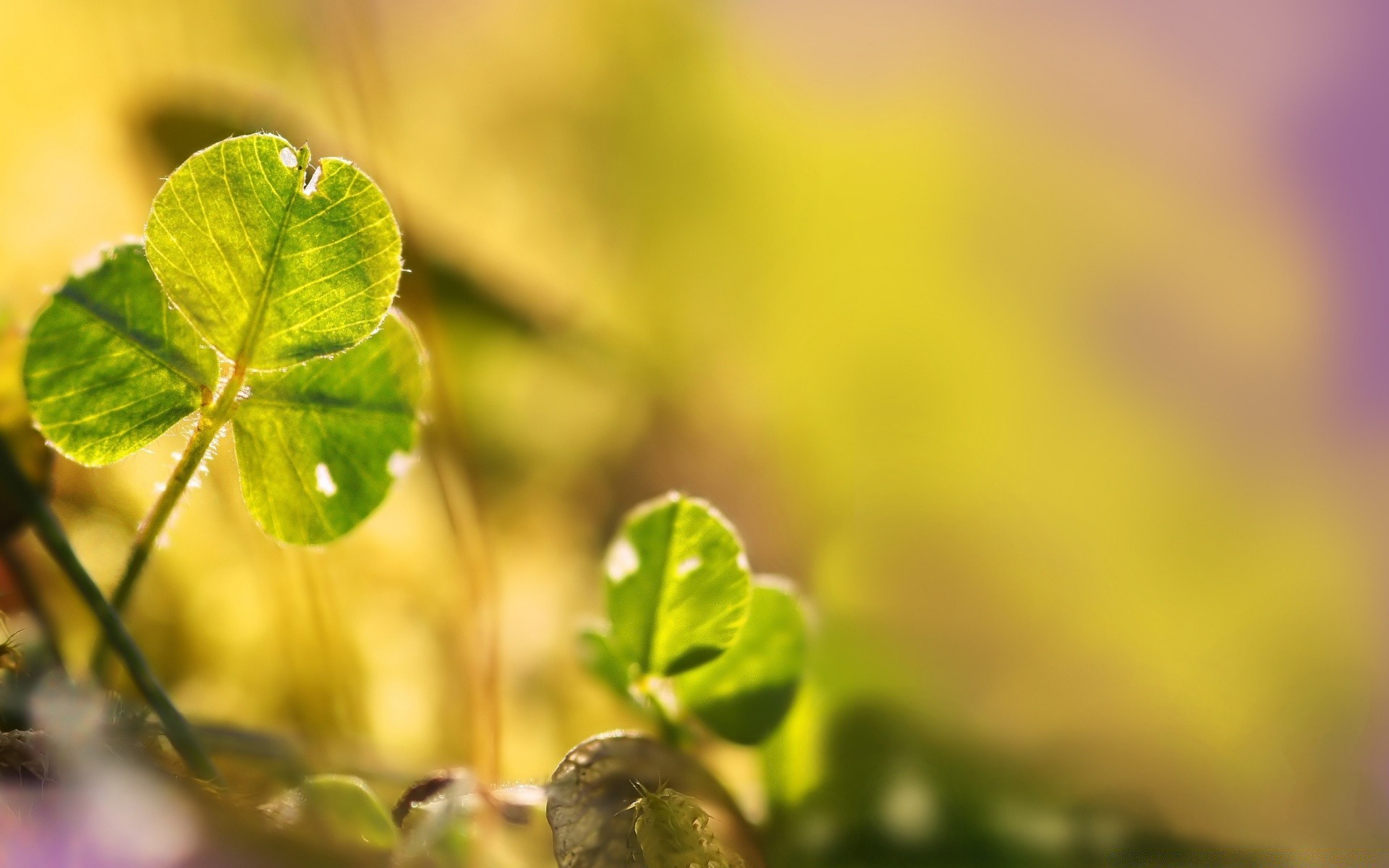 makroaufnahme blatt unschärfe natur wachstum flora garten dof sommer gutes wetter im freien regen