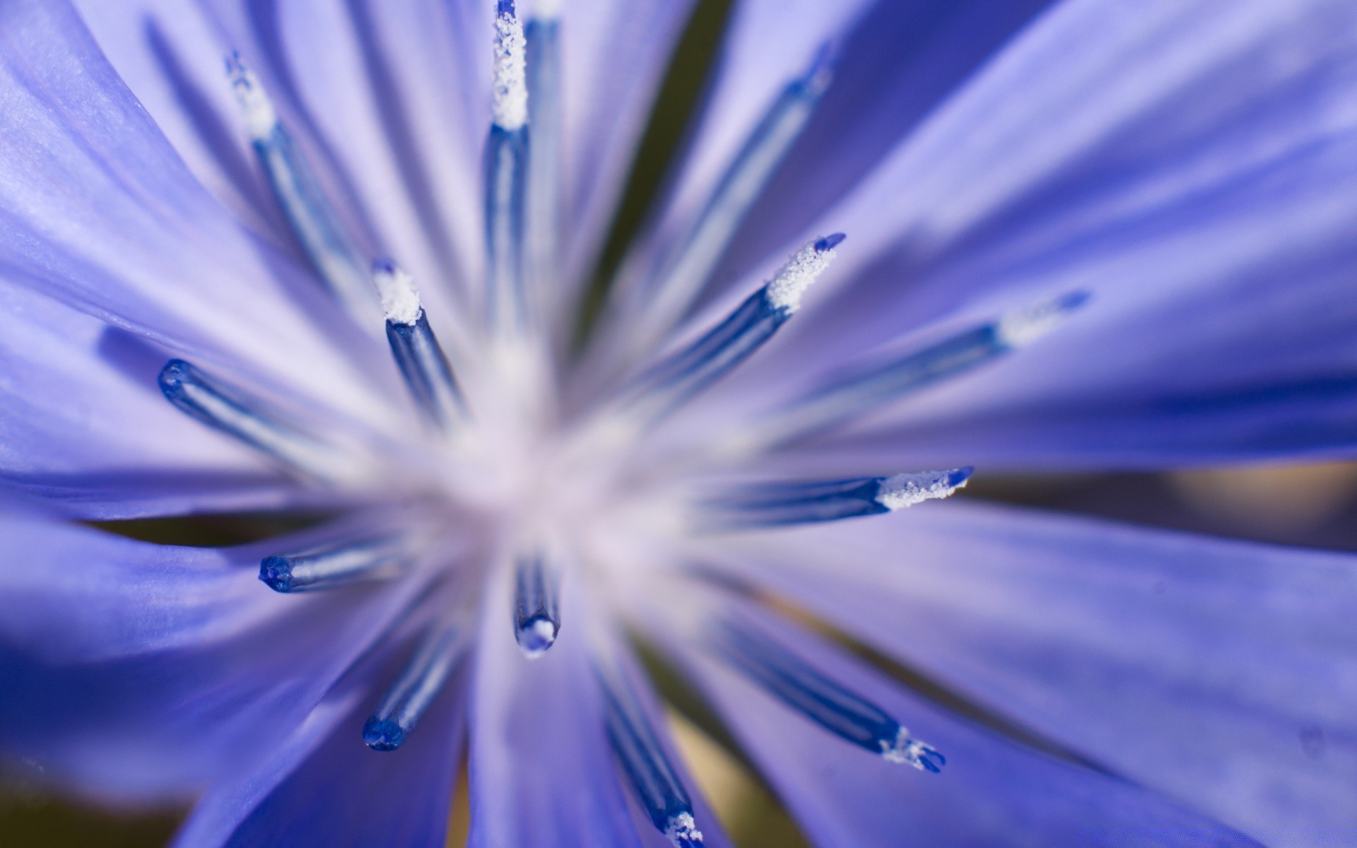 macro flower nature blur leaf wet flora drop summer petal garden dew bright