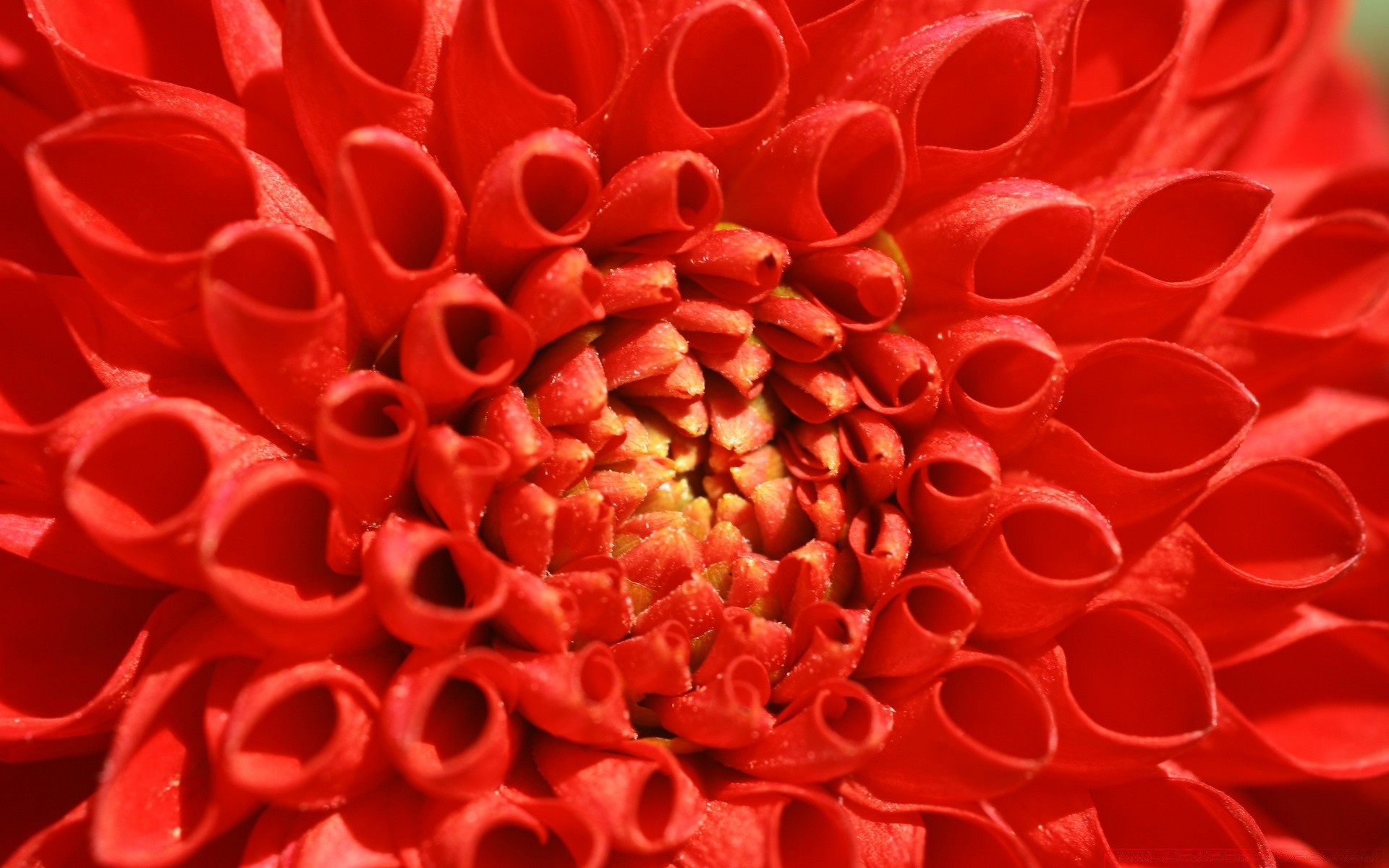 makro fotoğrafçılığı masaüstü renk yakın çekim çiçek doğa petal çiçek yanında flora doku çiçeklenme desen bahçe soyut dekorasyon güzel