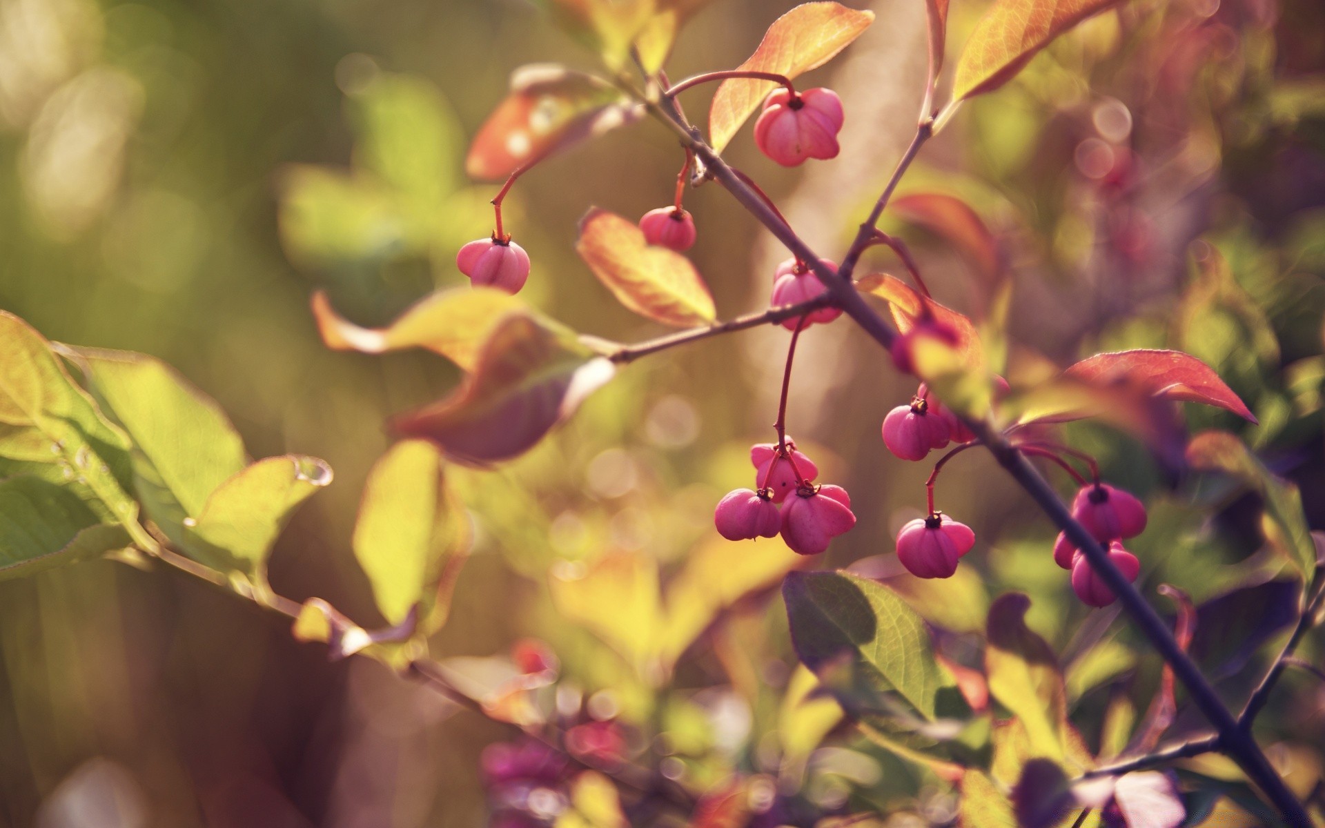 macro nature leaf flora branch tree garden flower color outdoors season shrub summer growth fall bright close-up beautiful fair weather