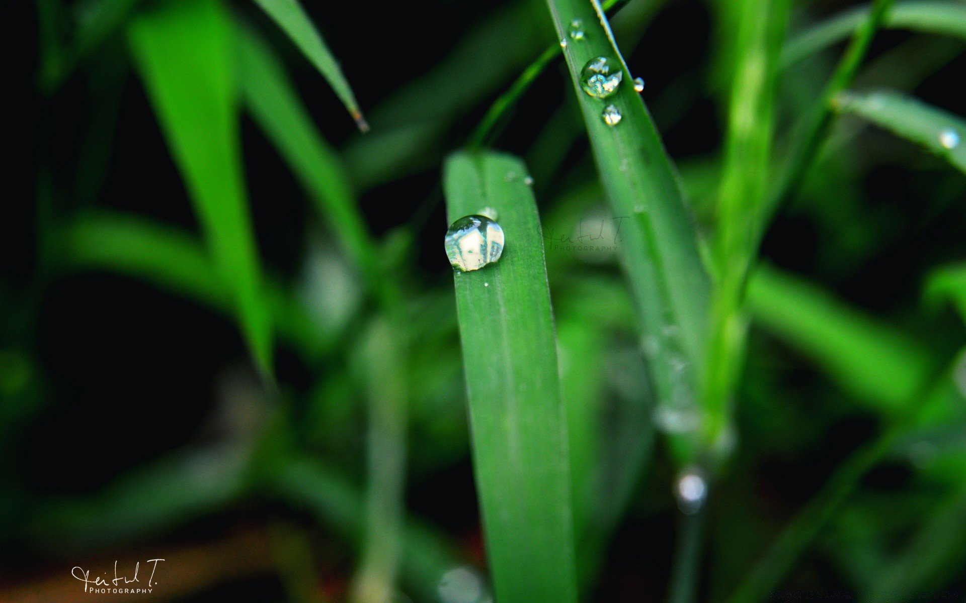 macro leaf dew nature flora grass drop growth rain outdoors blade environment garden summer wet freshness purity